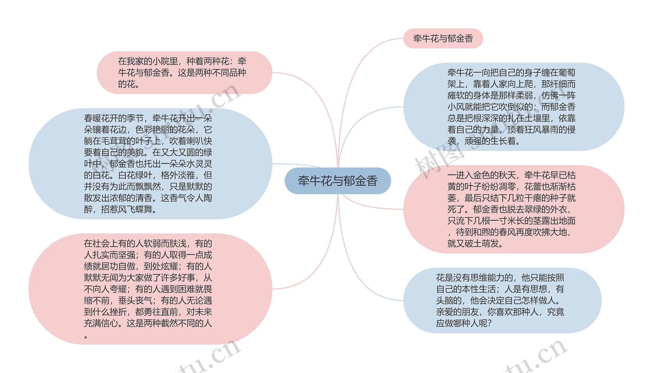 牵牛花与郁金香思维导图