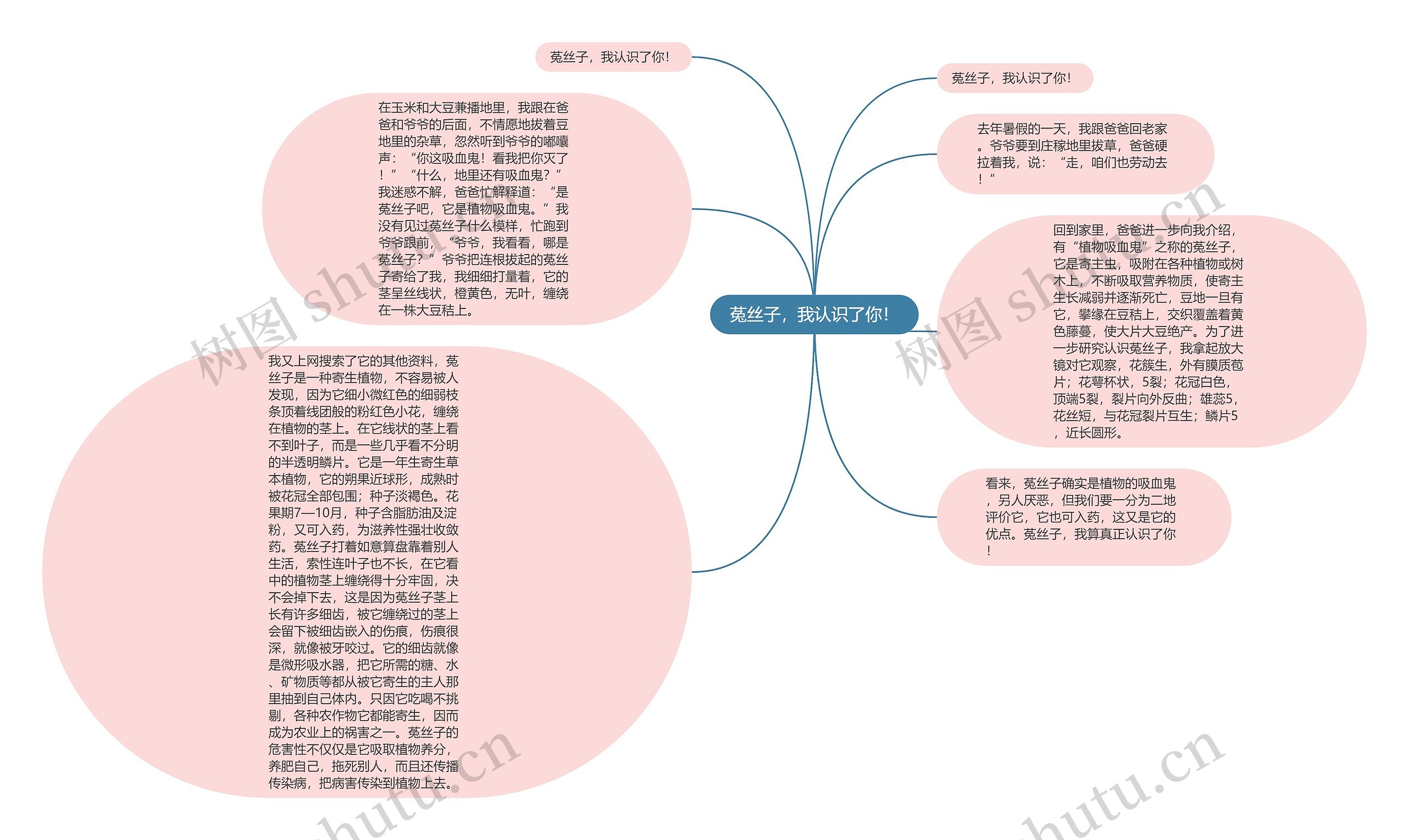 菟丝子，我认识了你！思维导图