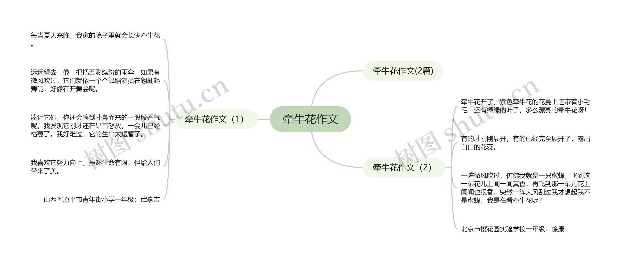 牵牛花作文思维导图