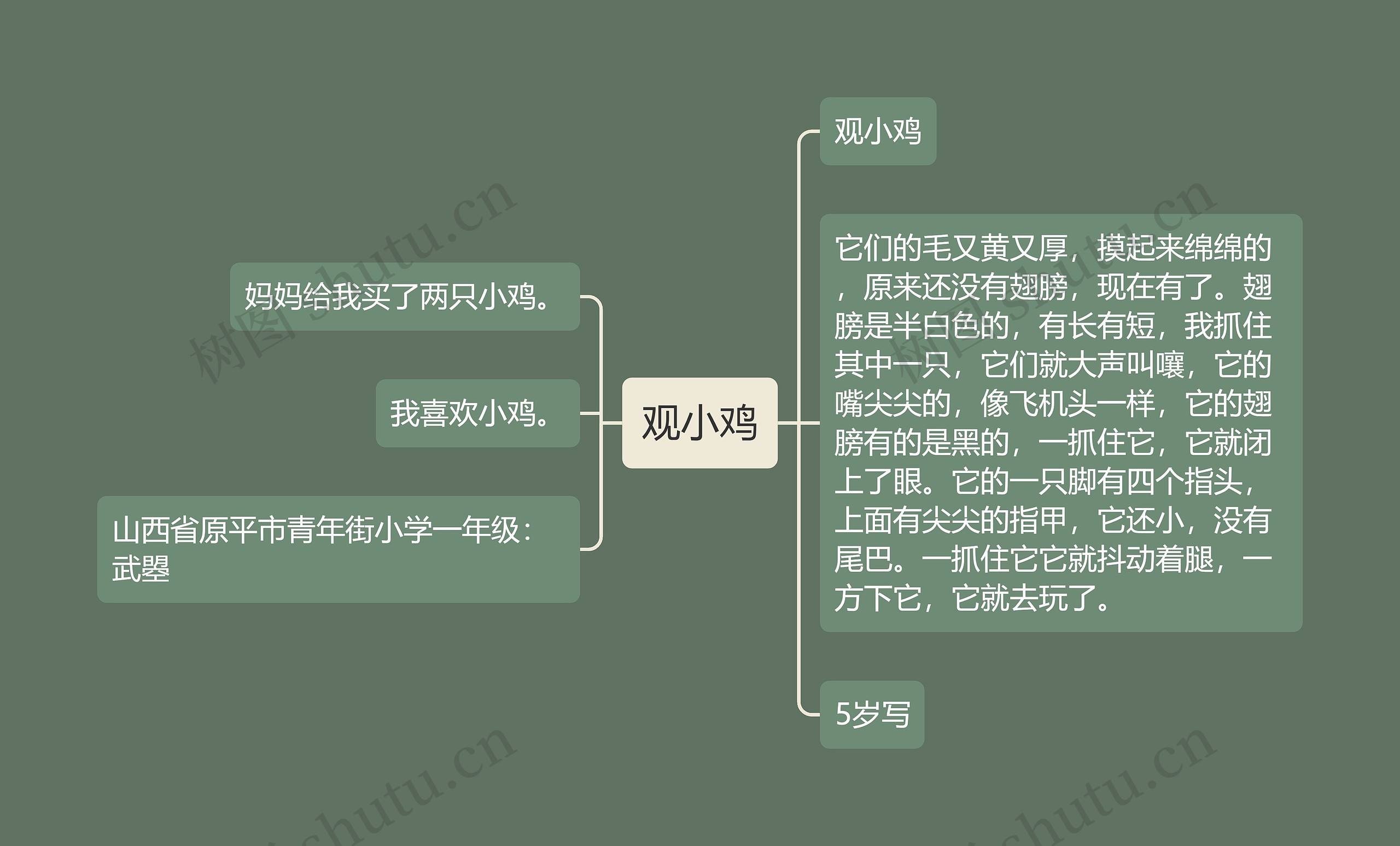 观小鸡思维导图