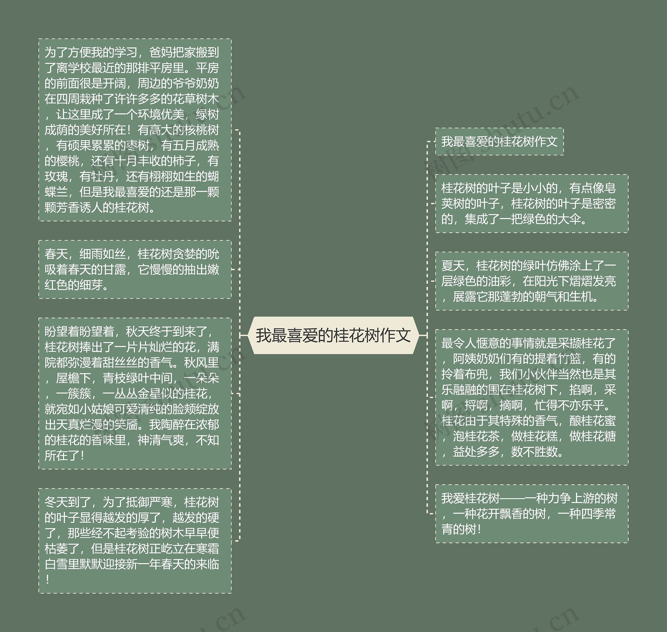 我最喜爱的桂花树作文