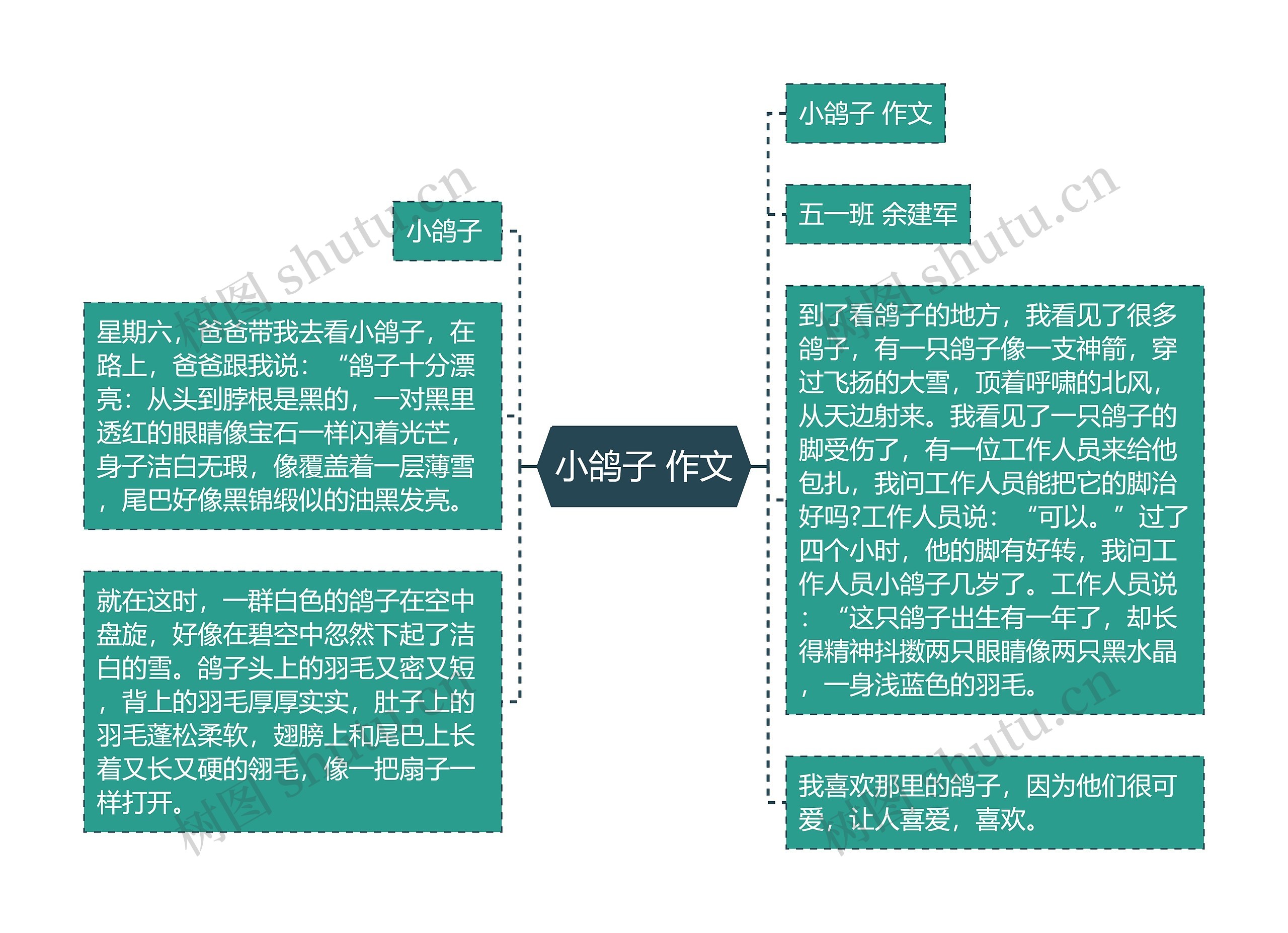 小鸽子 作文思维导图