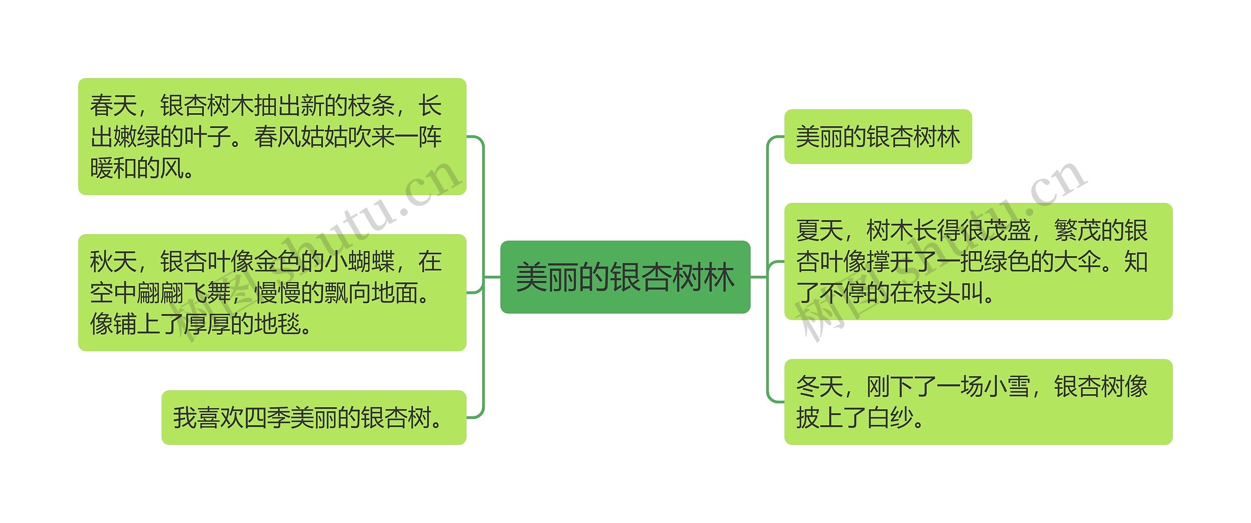 美丽的银杏树林