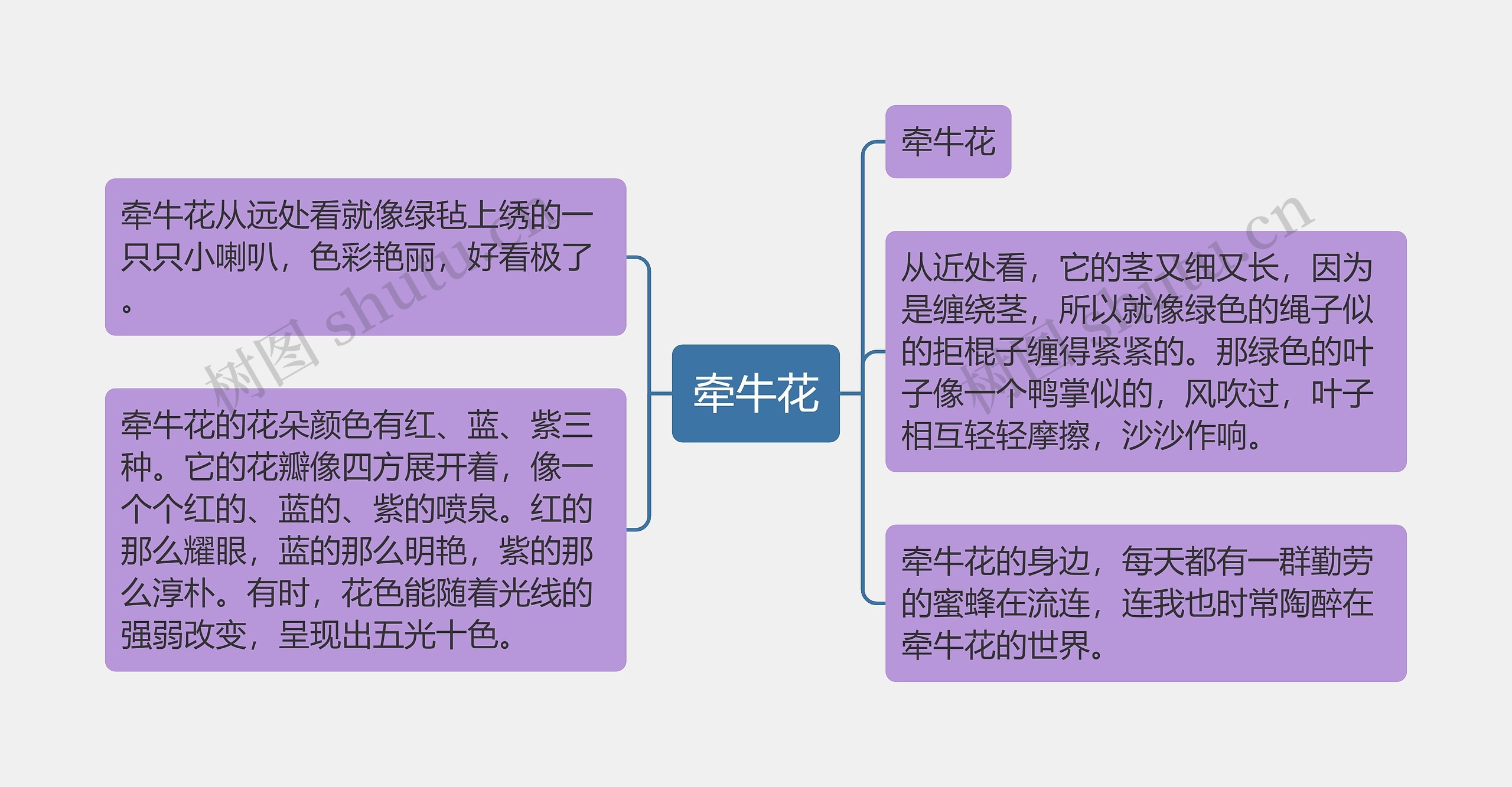 牵牛花