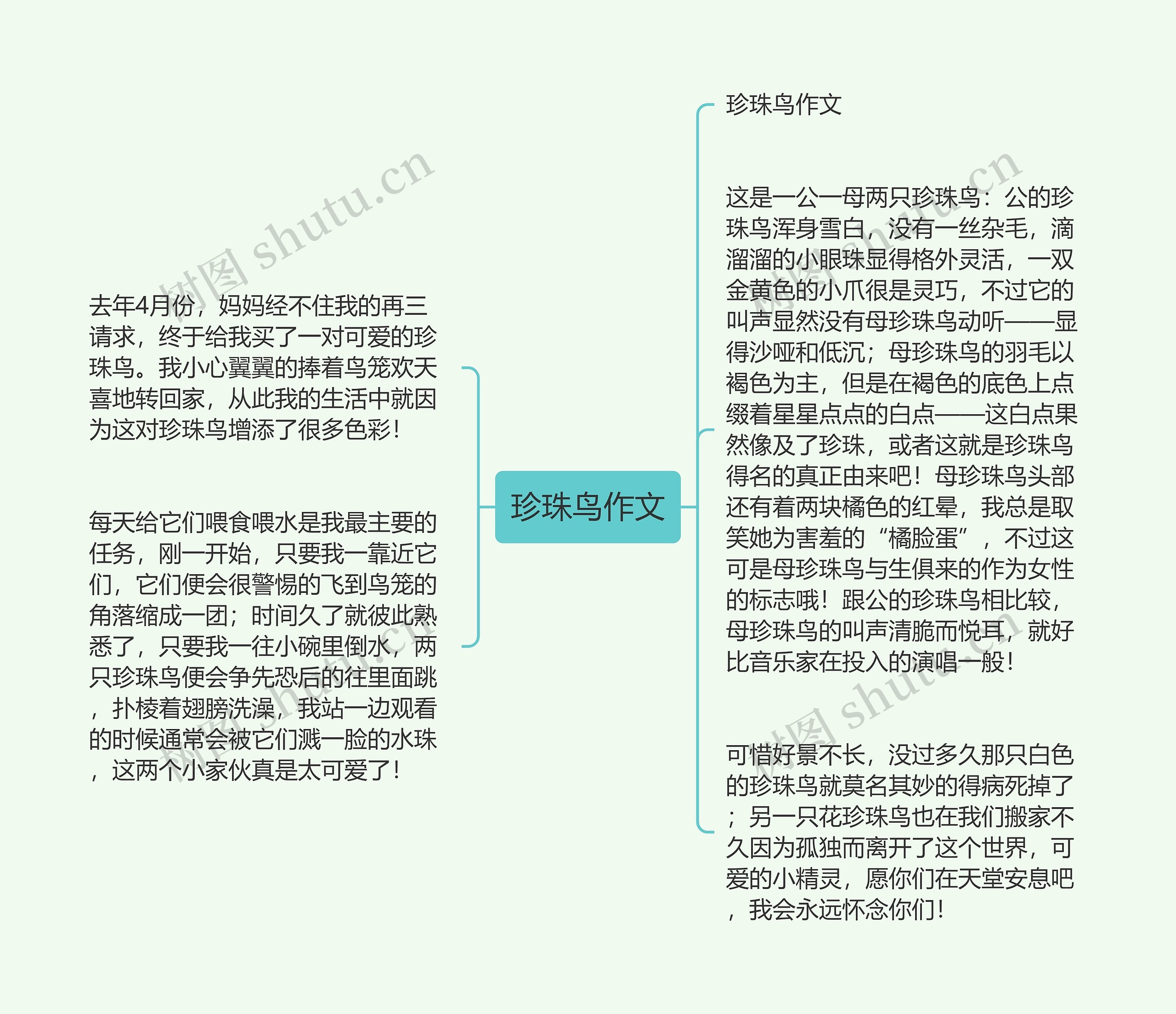 珍珠鸟作文思维导图