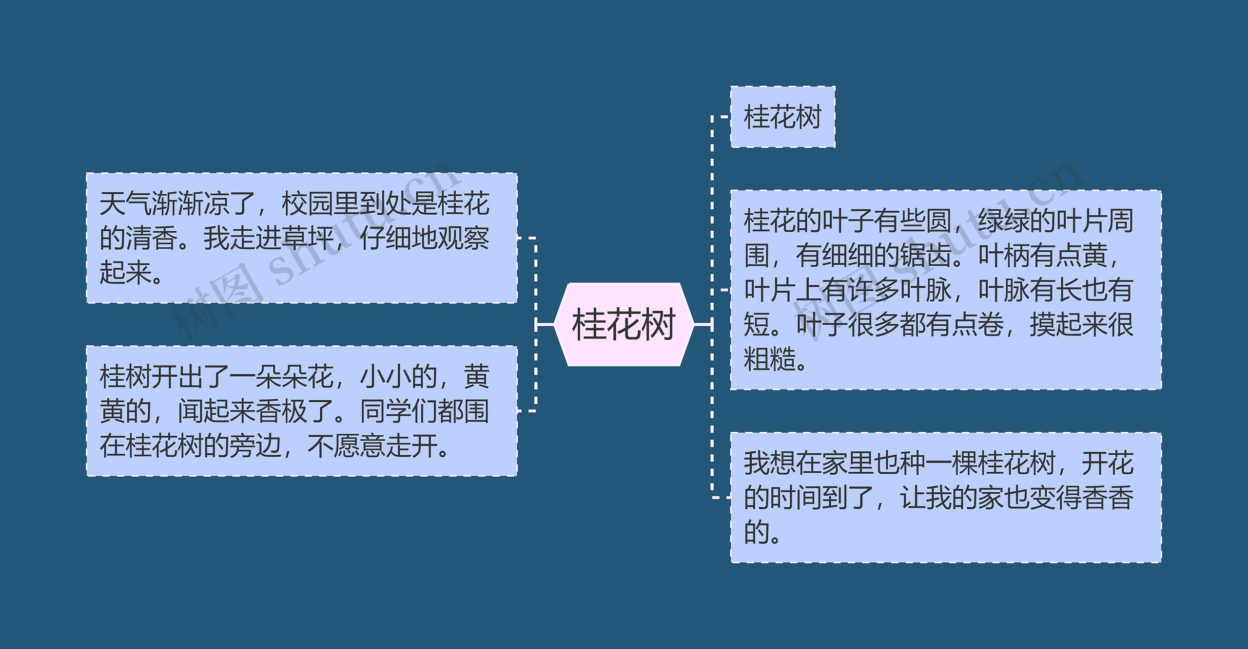 桂花树