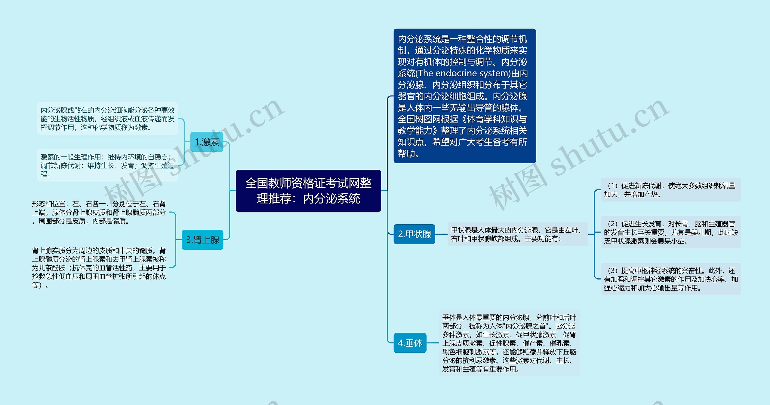 全国教师资格证考试网整理推荐：内分泌系统思维导图