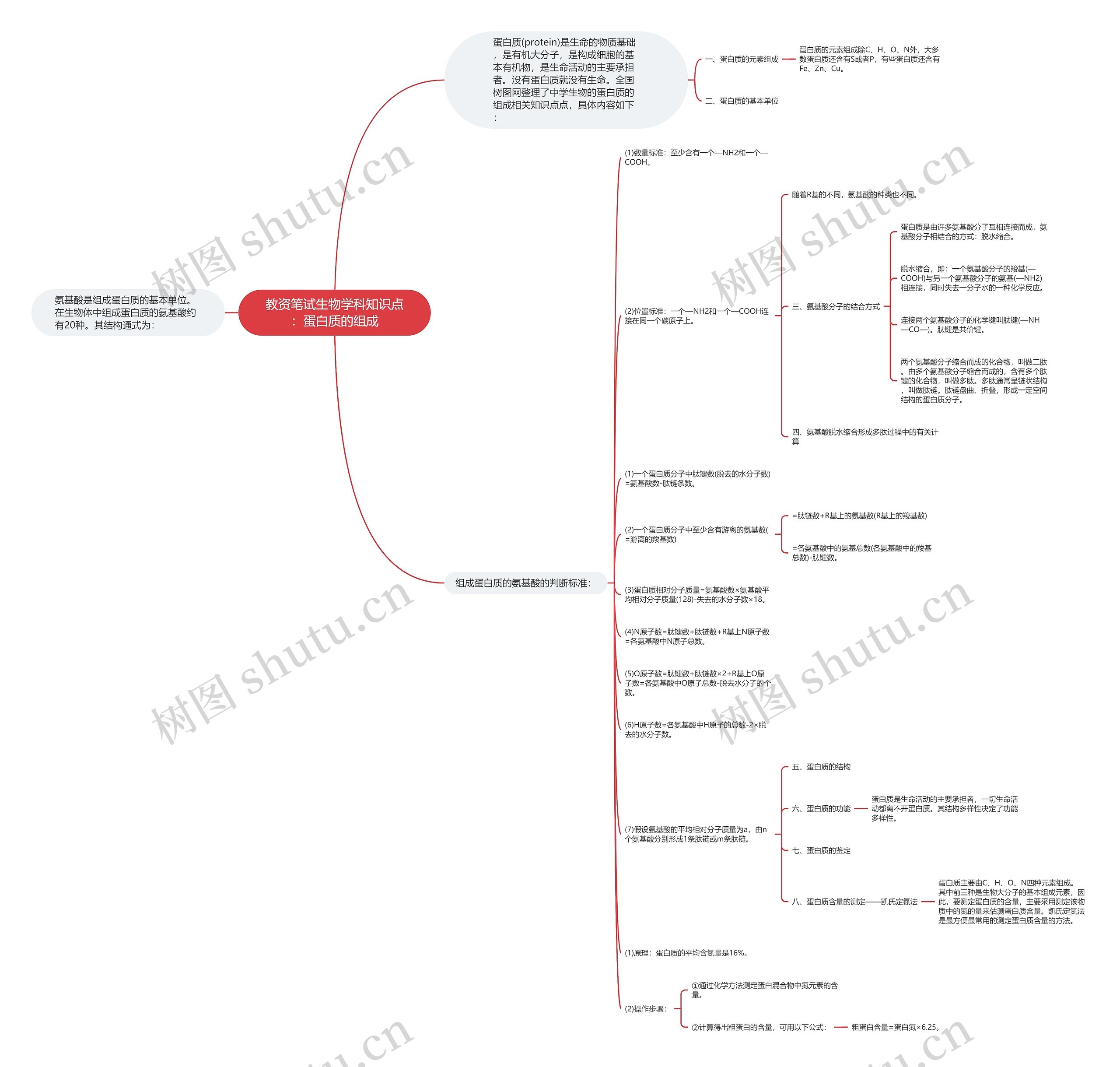 教资笔试生物学科知识点：蛋白质的组成思维导图