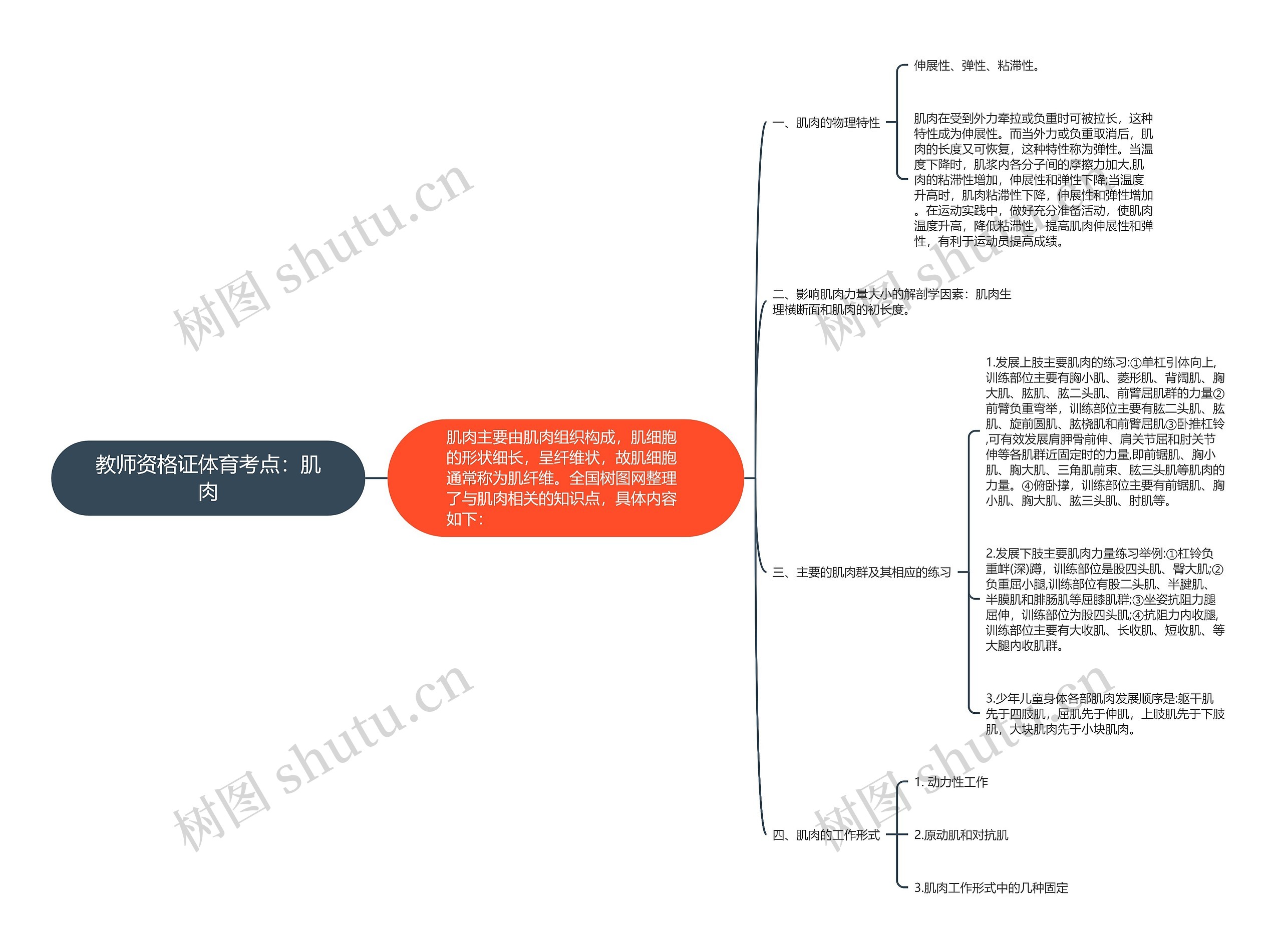 教师资格证体育考点：肌肉思维导图