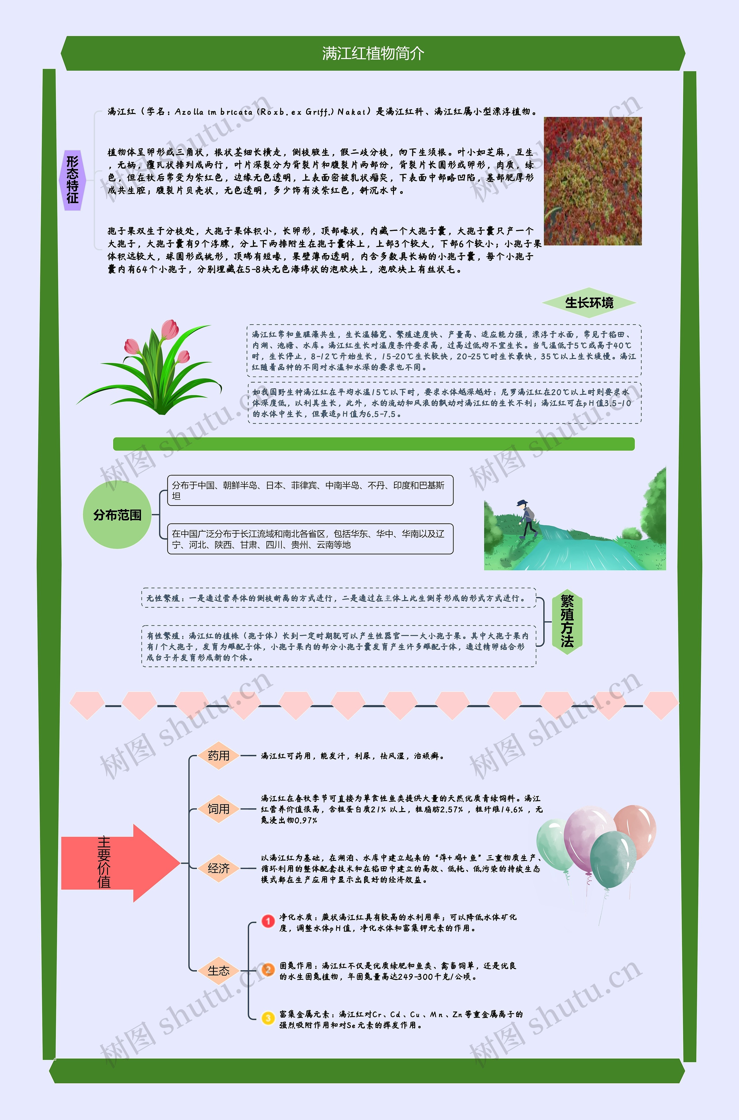 满江红植物简介