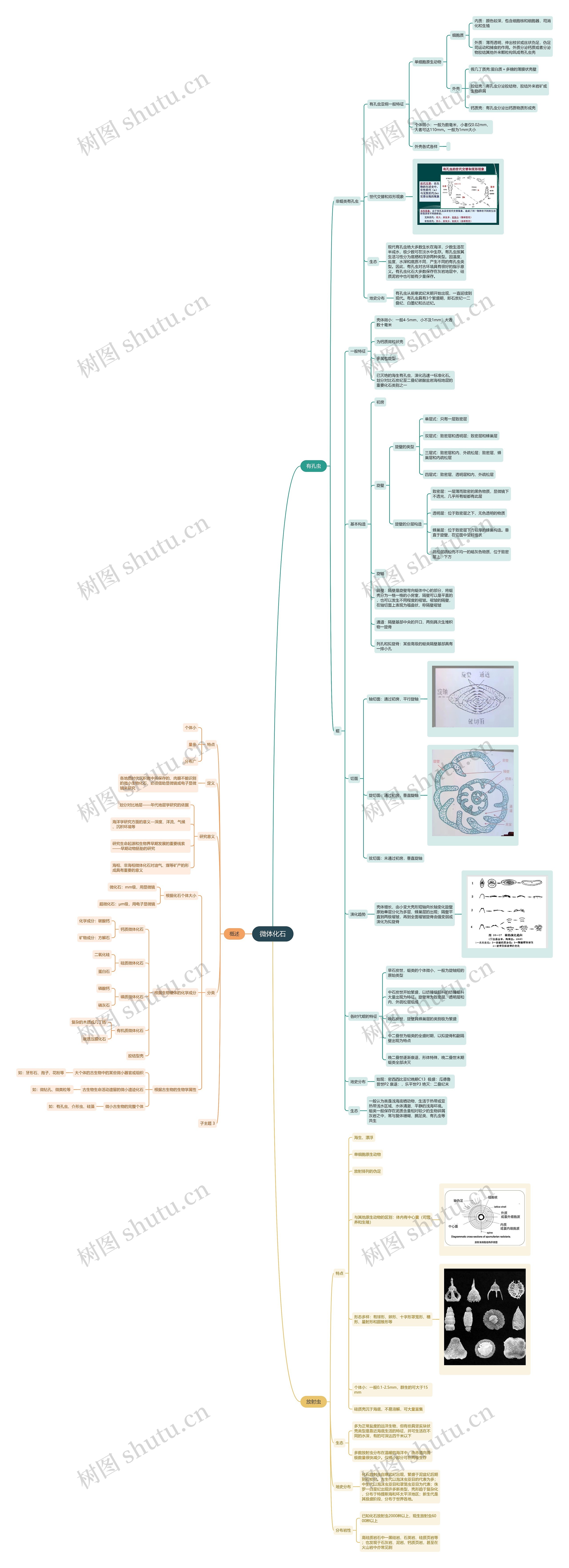 ﻿微体化石思维导图
