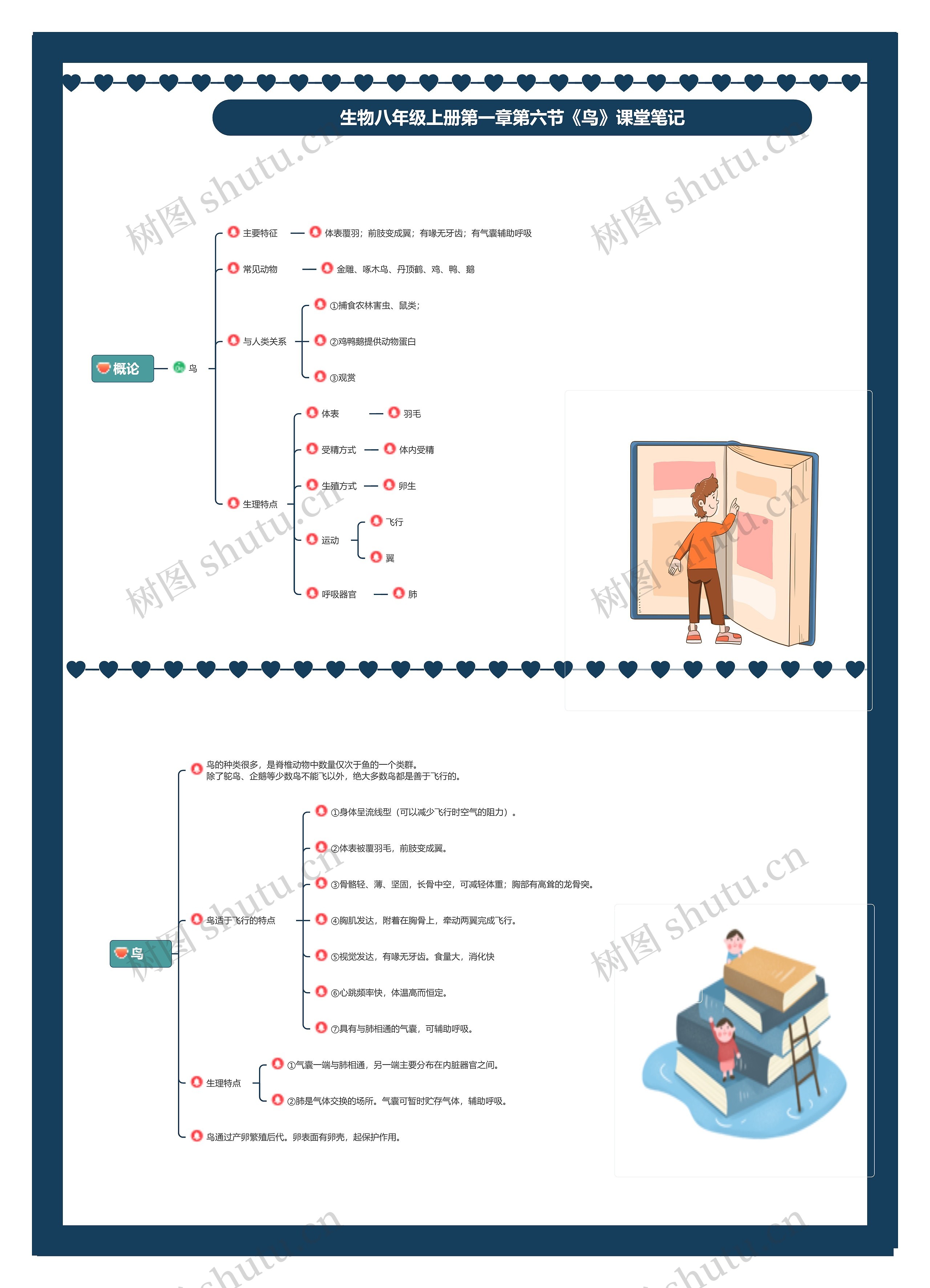 生物八年级上册第一章第六节《鸟》课堂笔记思维导图