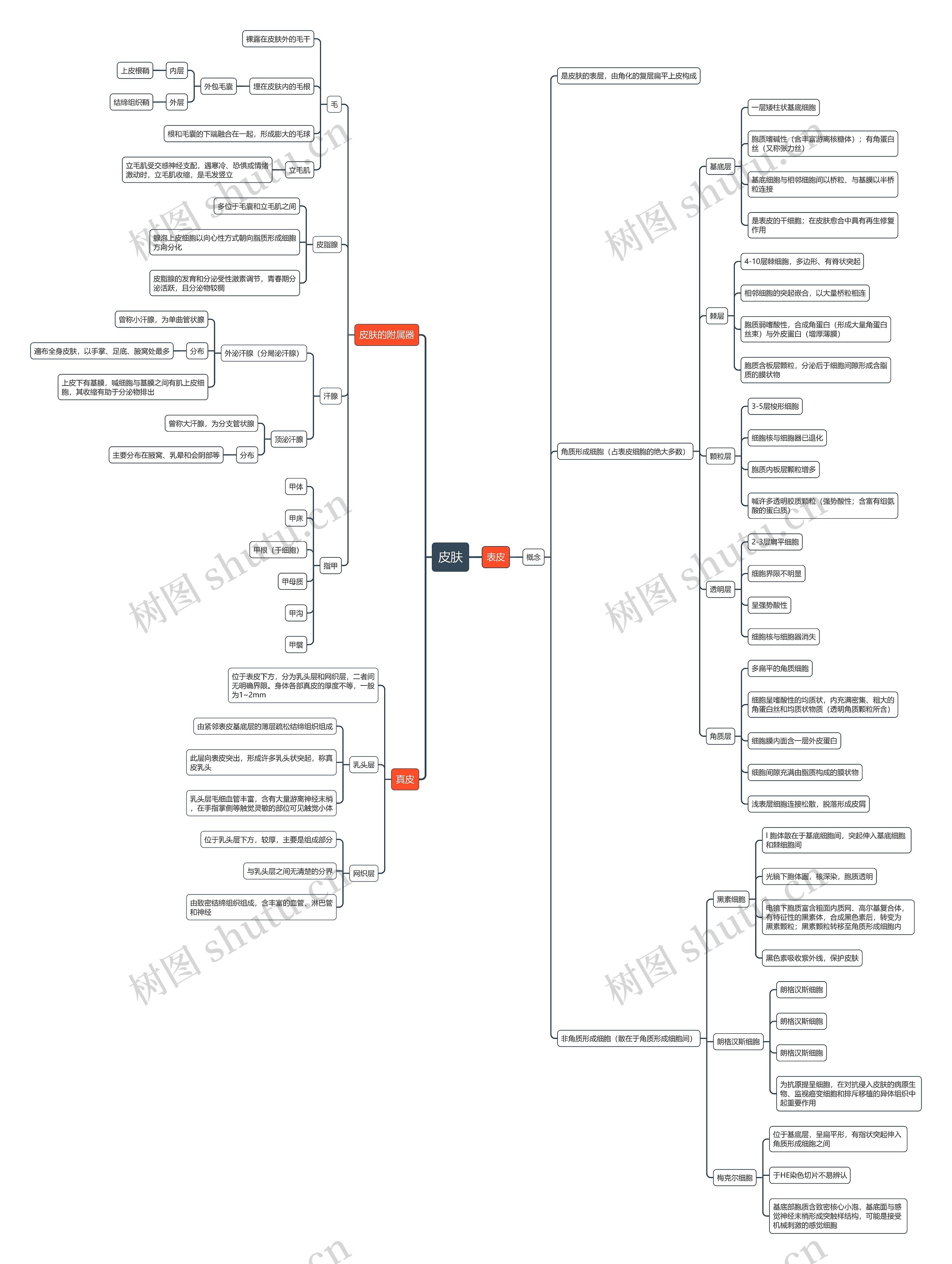 ﻿皮肤思维导图