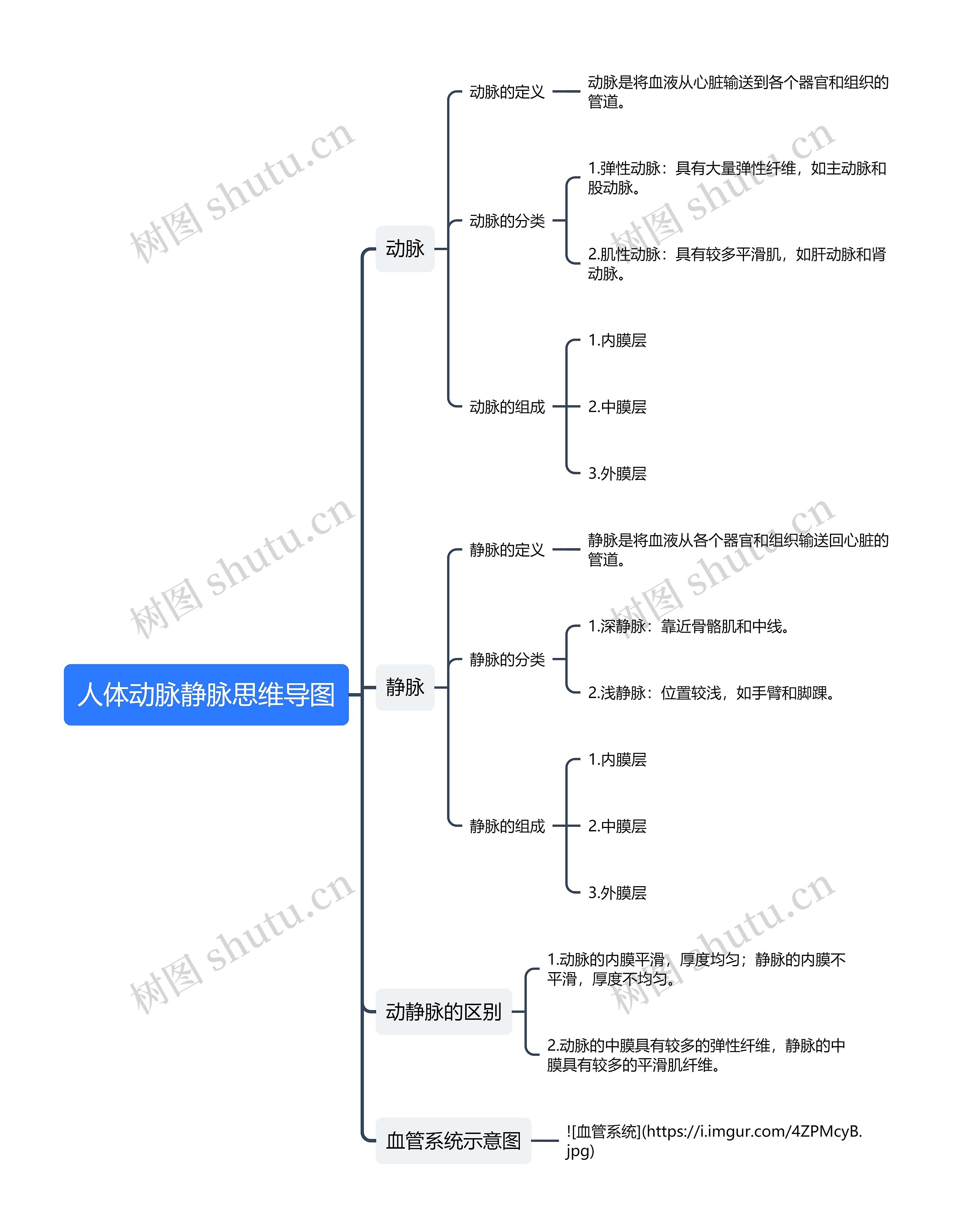 人体动脉静脉思维导图