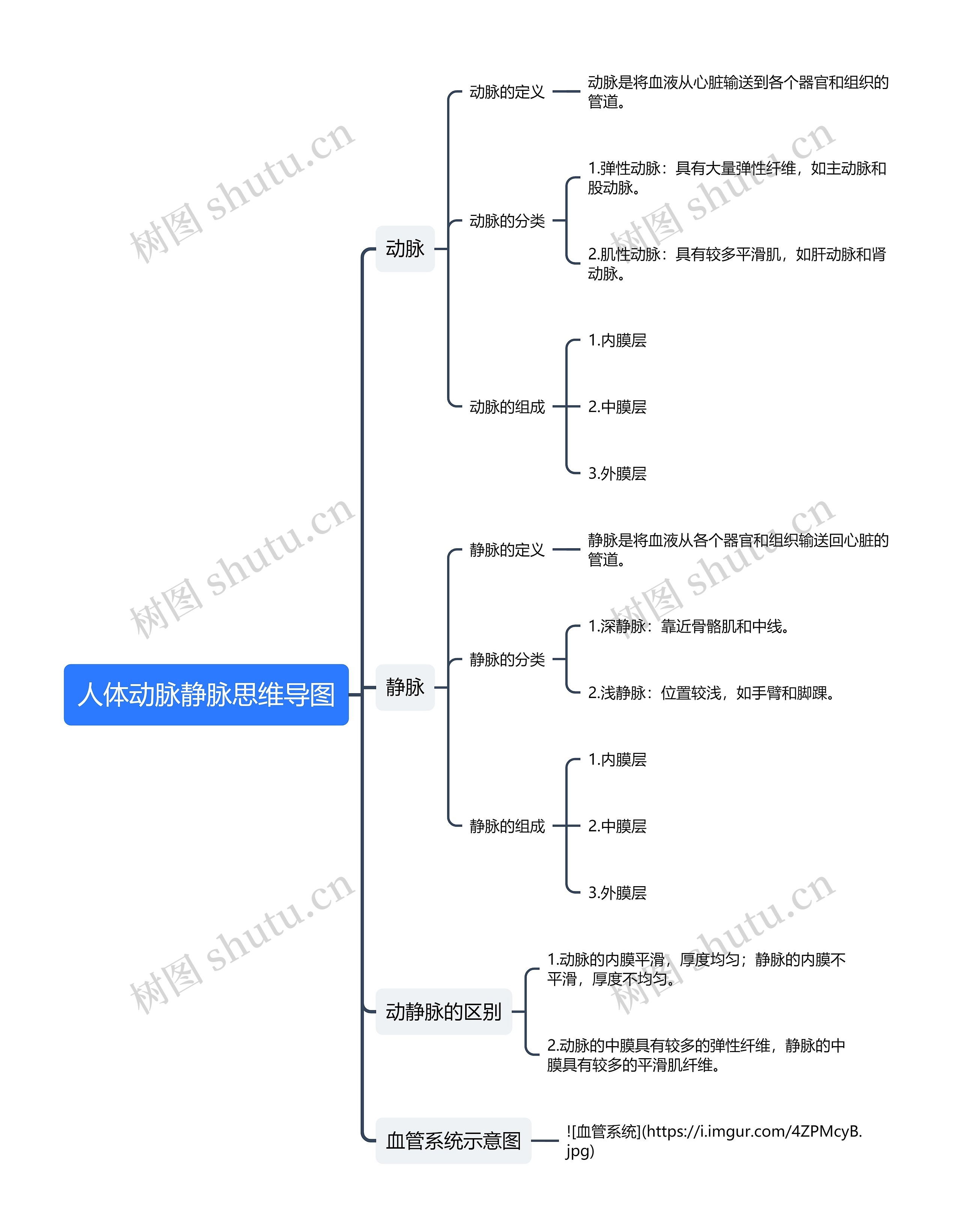人体动脉静脉思维导图高清图 人体动脉静脉思维导图