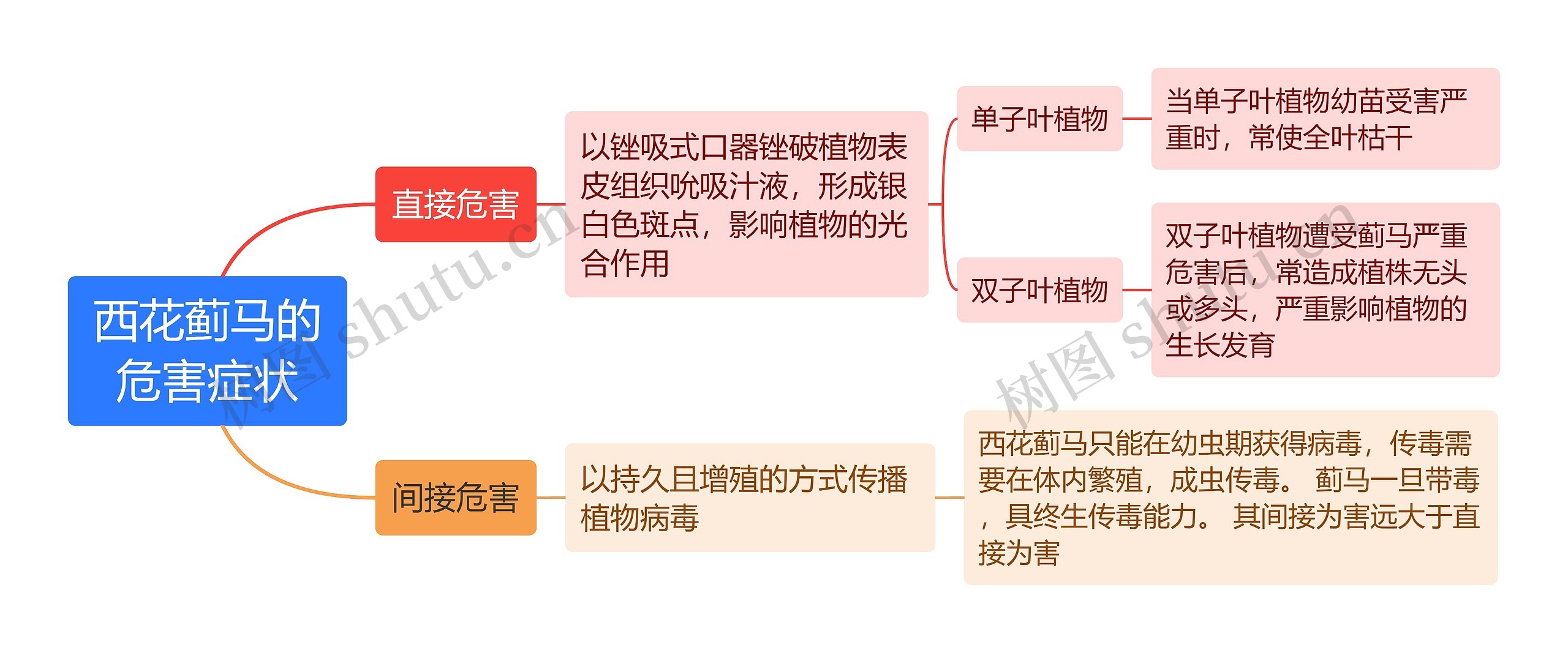 西花蓟马的危害症状思维导图高清图 西花蓟马的危害症状思维导图
