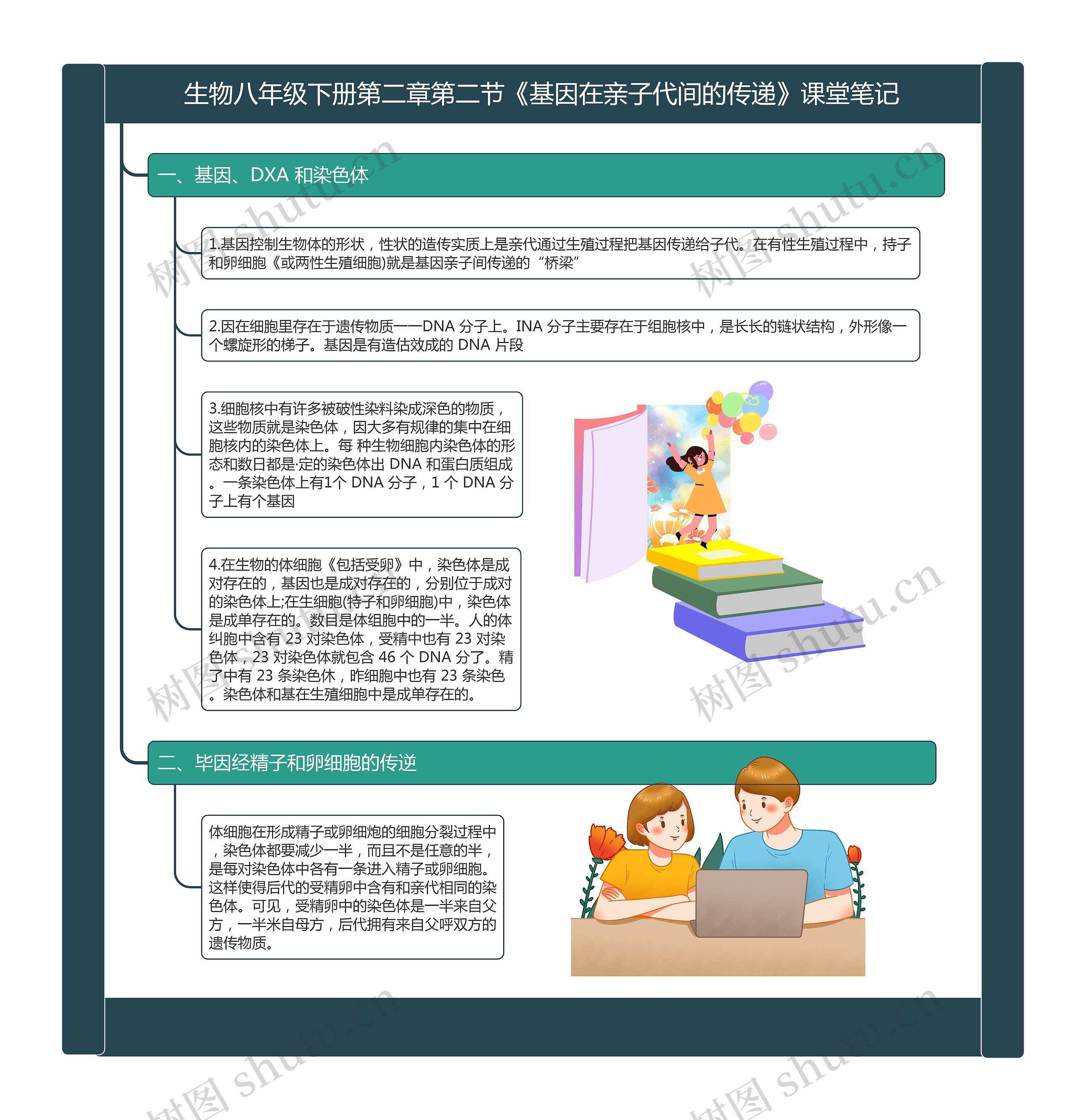 生物八年级下册第二章第二节《基因在亲子代间的传递》课堂笔记思维导图