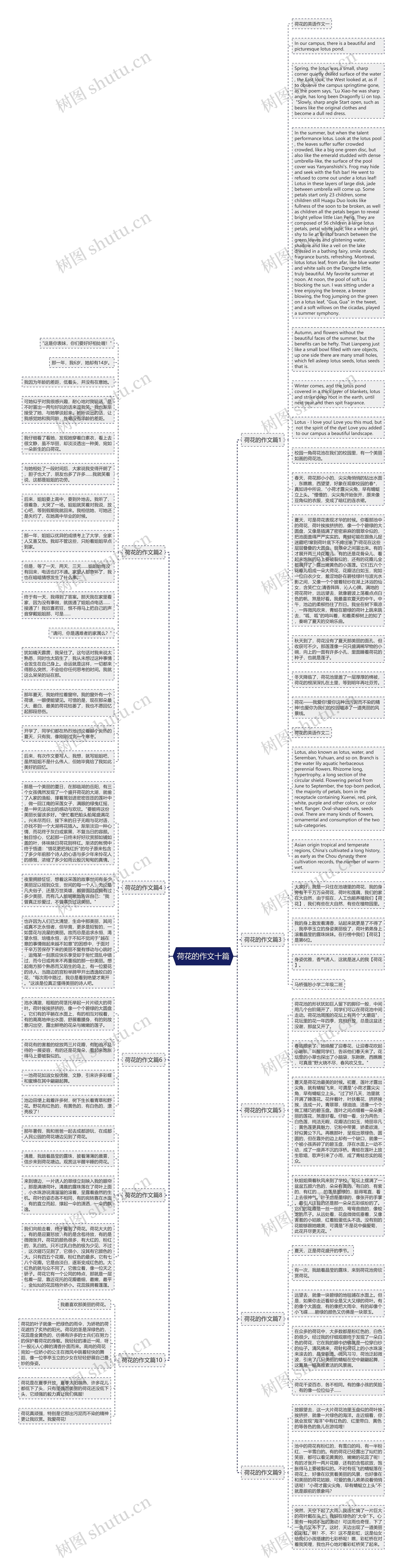 荷花的作文十篇思维导图
