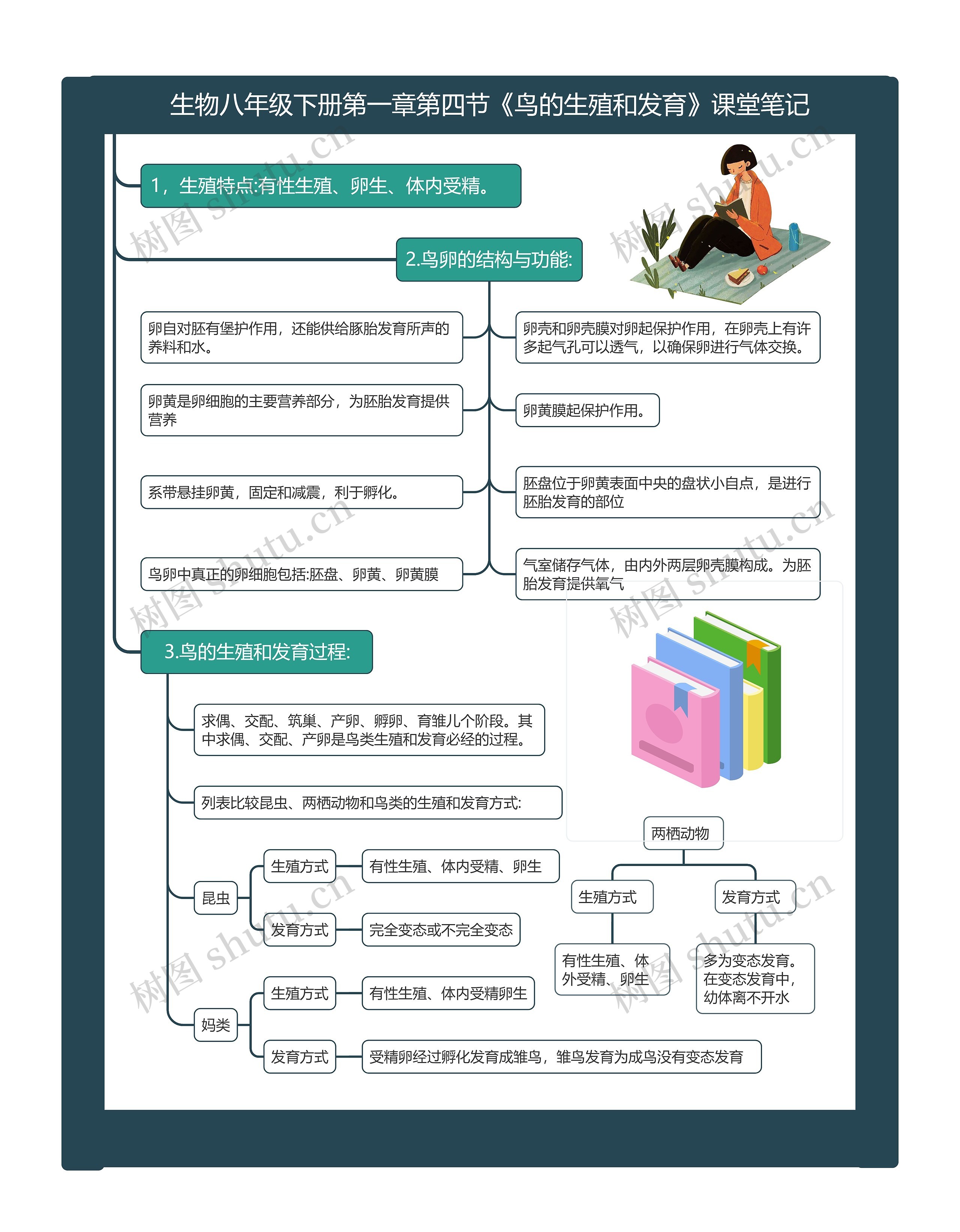 生物八年级下册第一章第四节《鸟的生殖和发育》课堂笔记思维导图