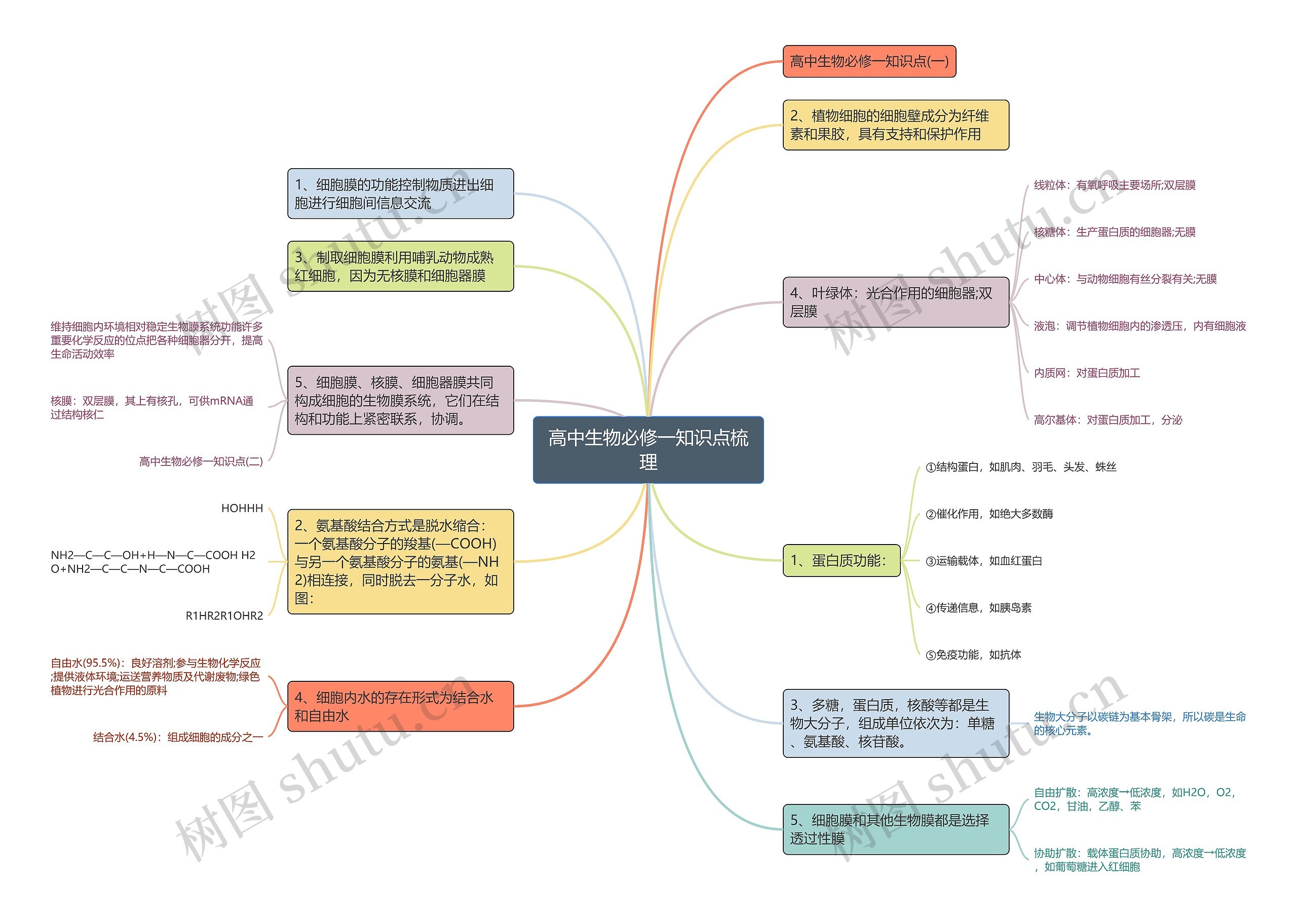 高中生物必修一知识点梳理思维导图