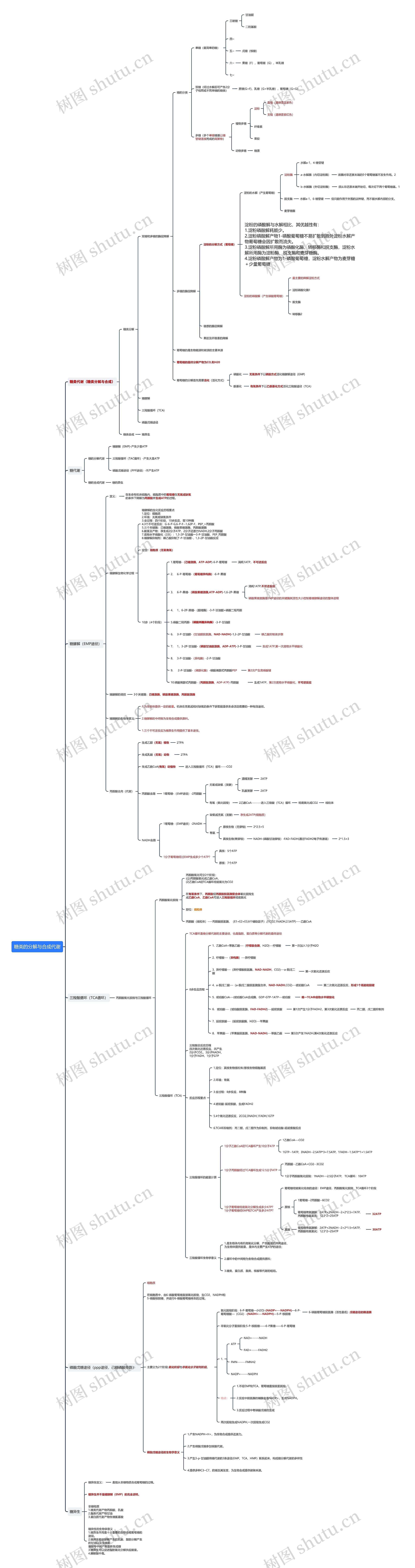 糖类的分解与合成代谢思维导图