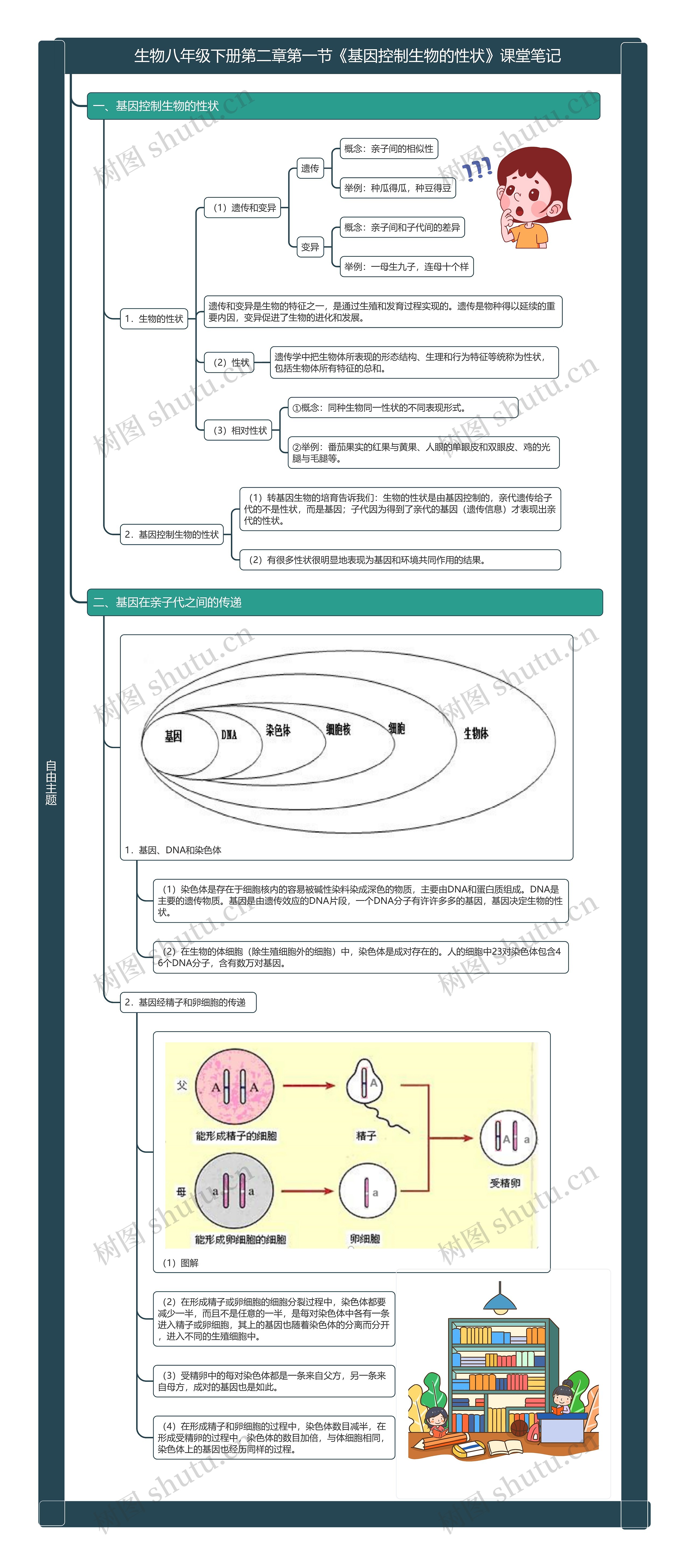 生物八年级下册第二章第一节《基因控制生物的性状》课堂笔记思维导图