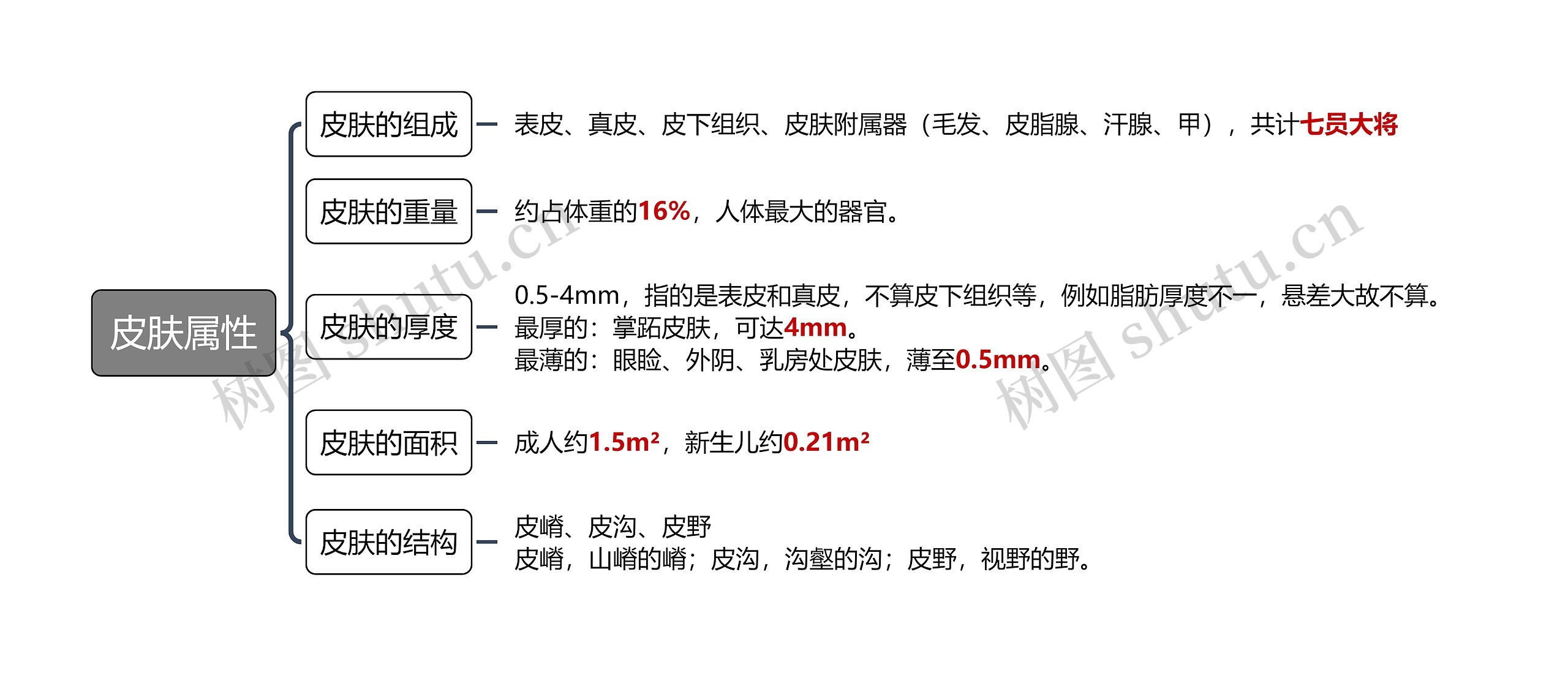 皮肤属性思维导图