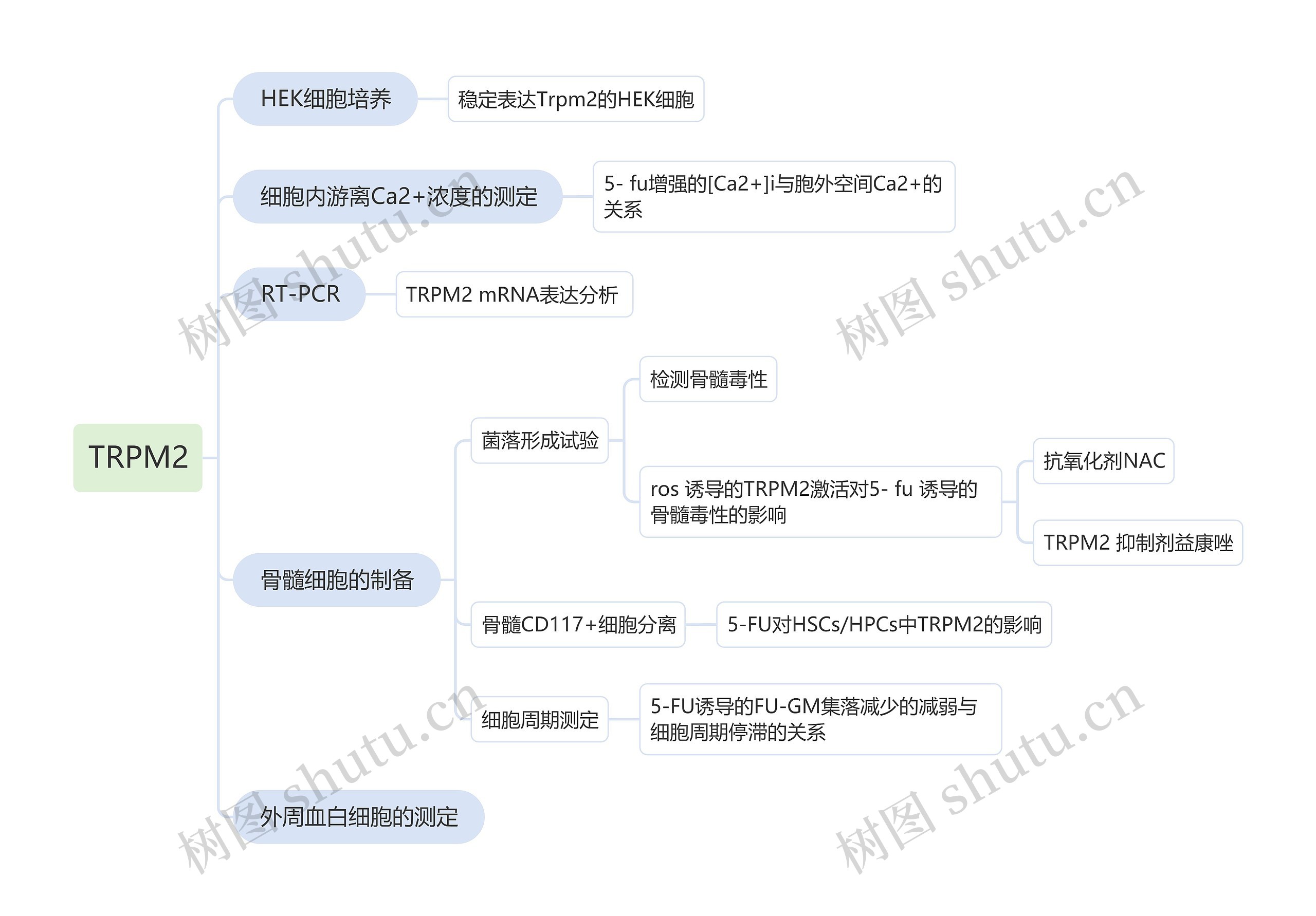 TRPM2思维导图