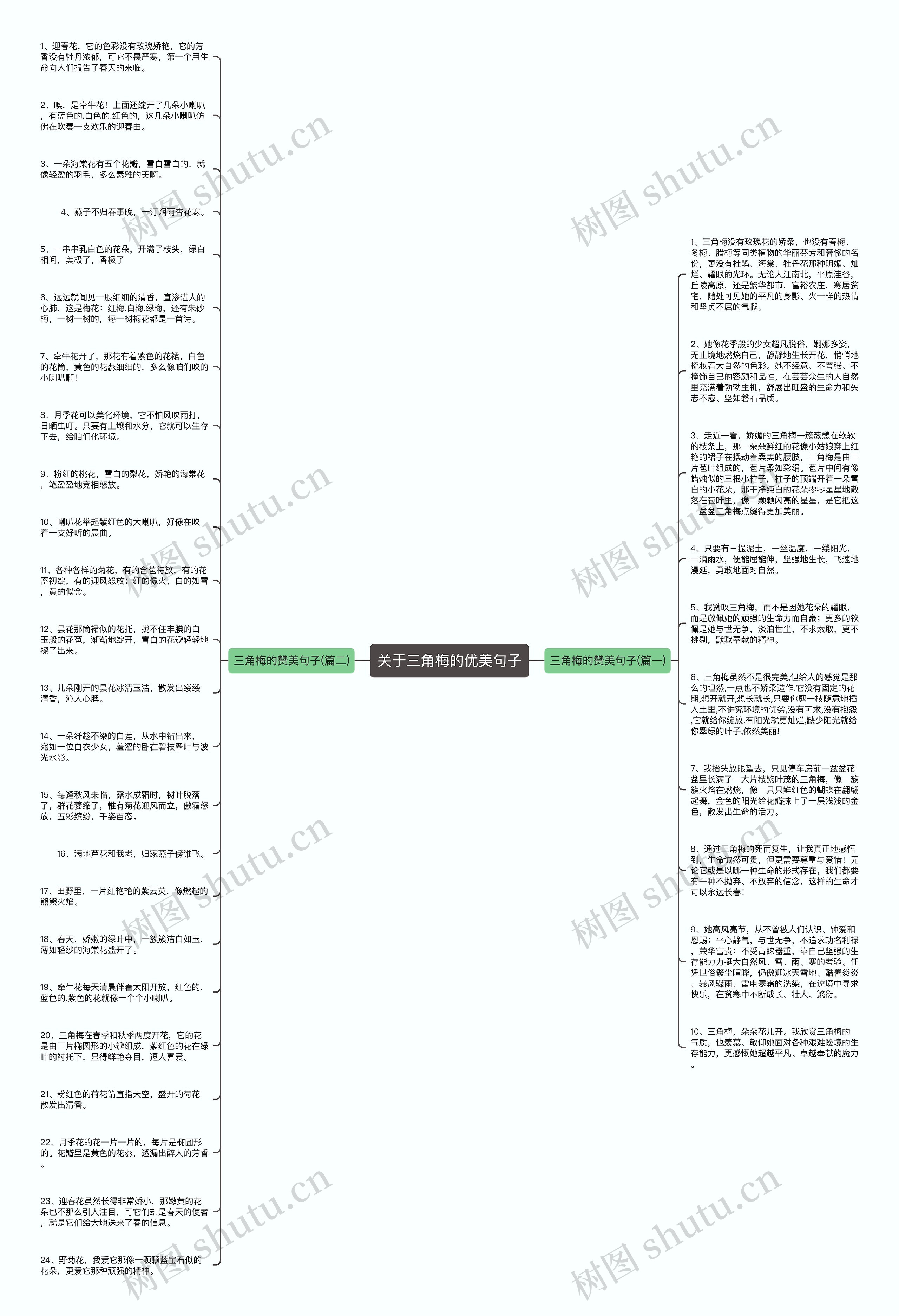 关于三角梅的优美句子