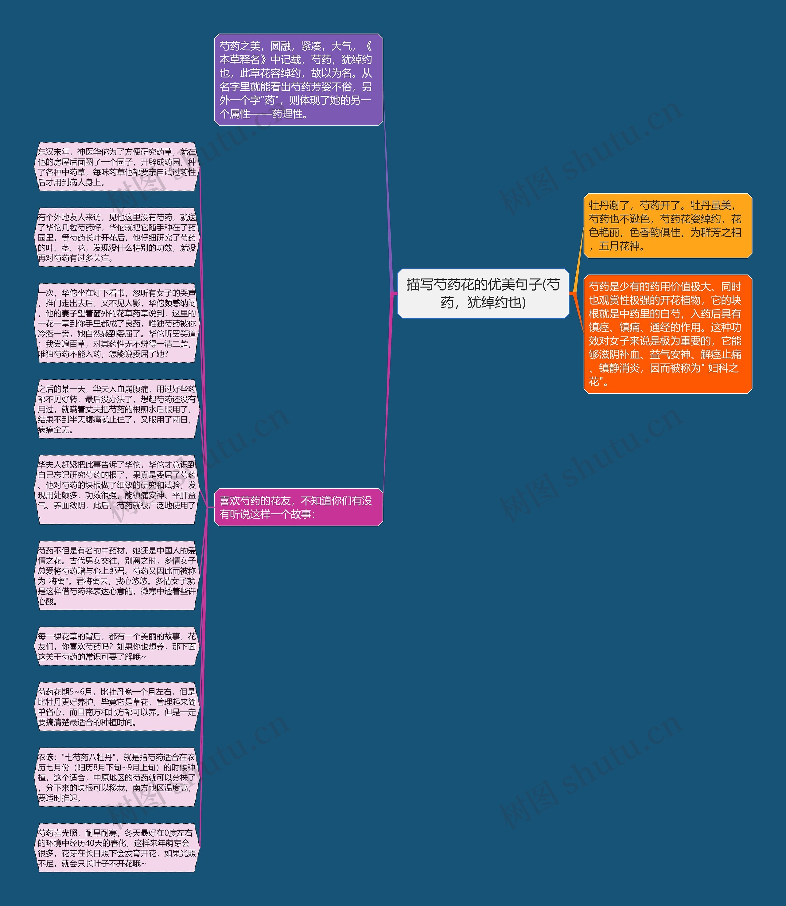 描写芍药花的优美句子(芍药，犹绰约也)思维导图