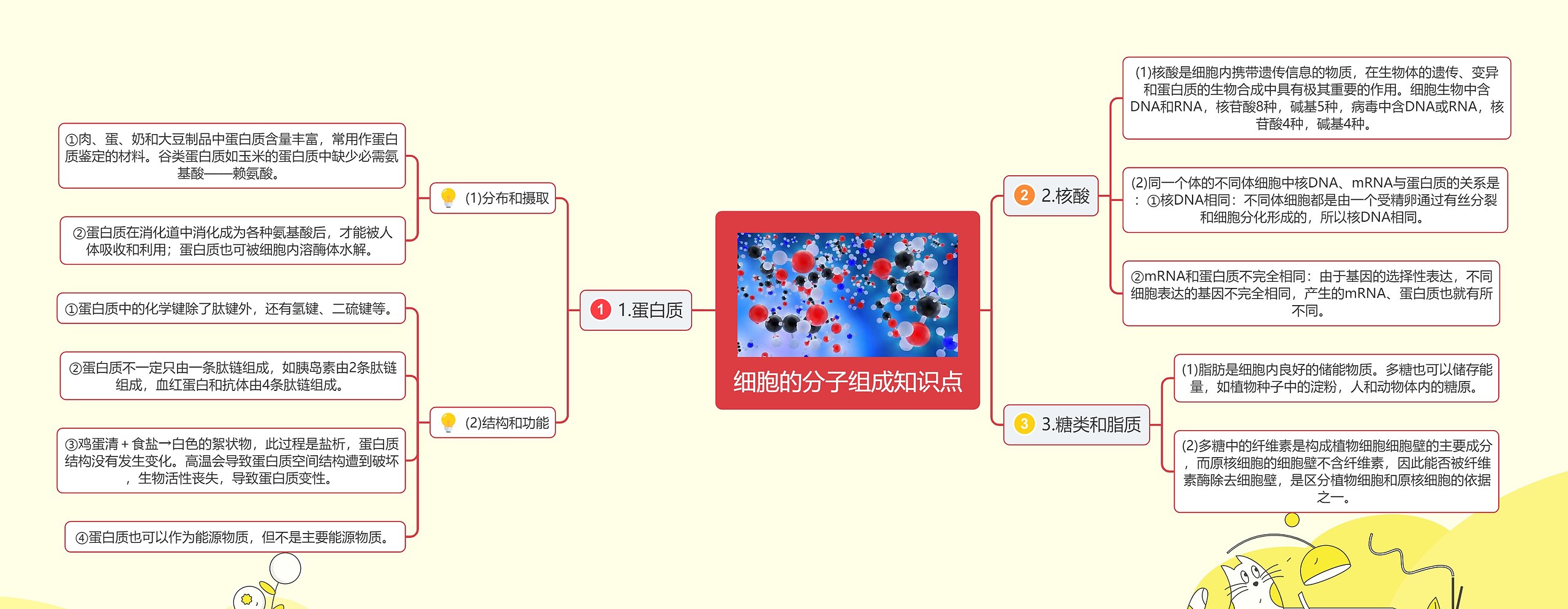 细胞的分子组成知识点思维导图