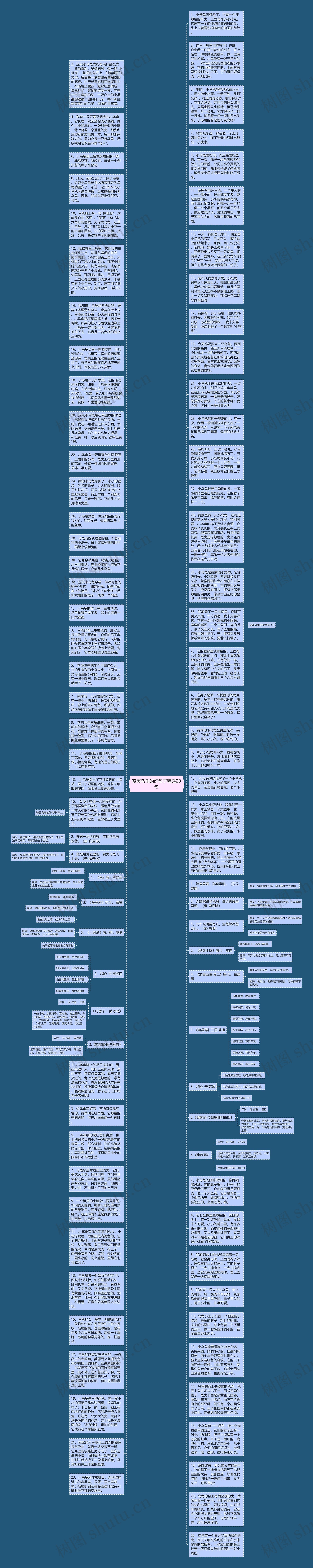 赞美乌龟的好句子精选29句思维导图