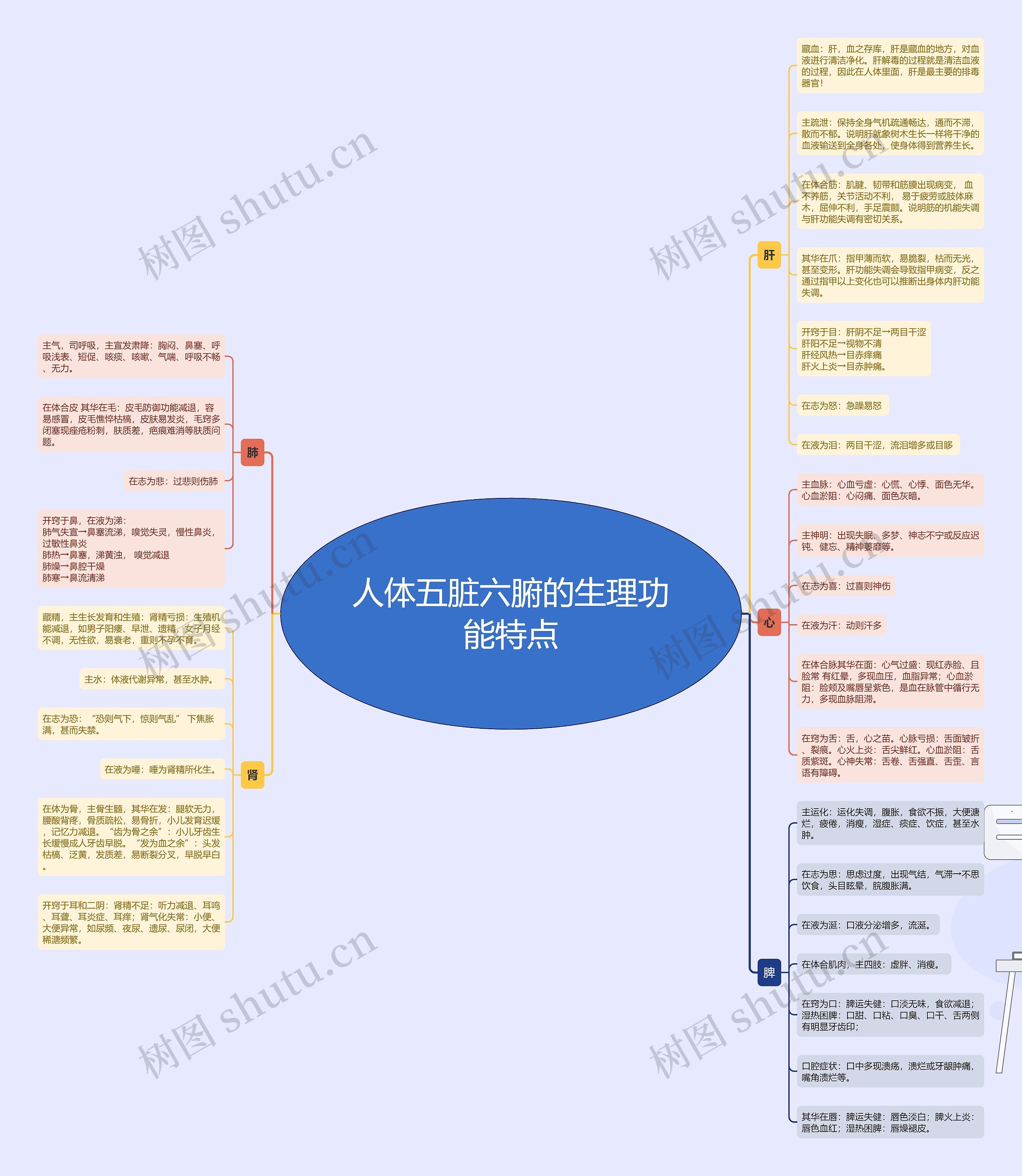 人体五脏的生理功能特点