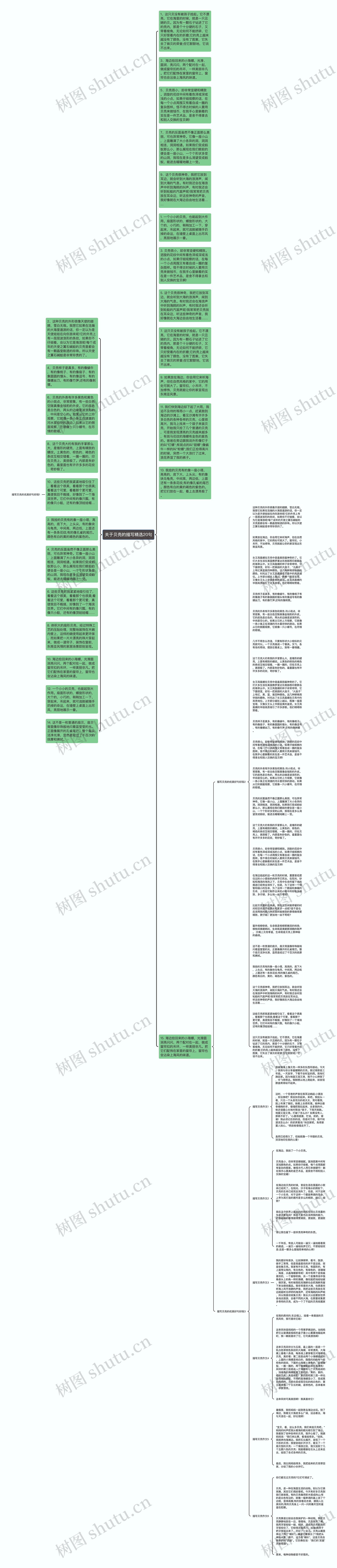 关于贝壳的描写精选20句思维导图