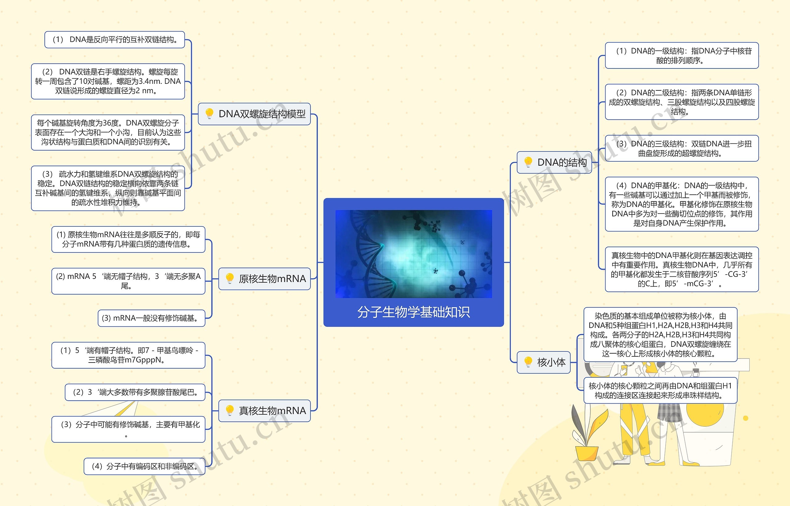 分子生物学基础知识思维导图