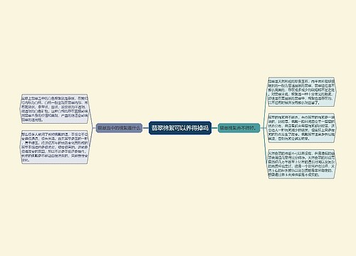 翡翠棉絮可以养得掉吗