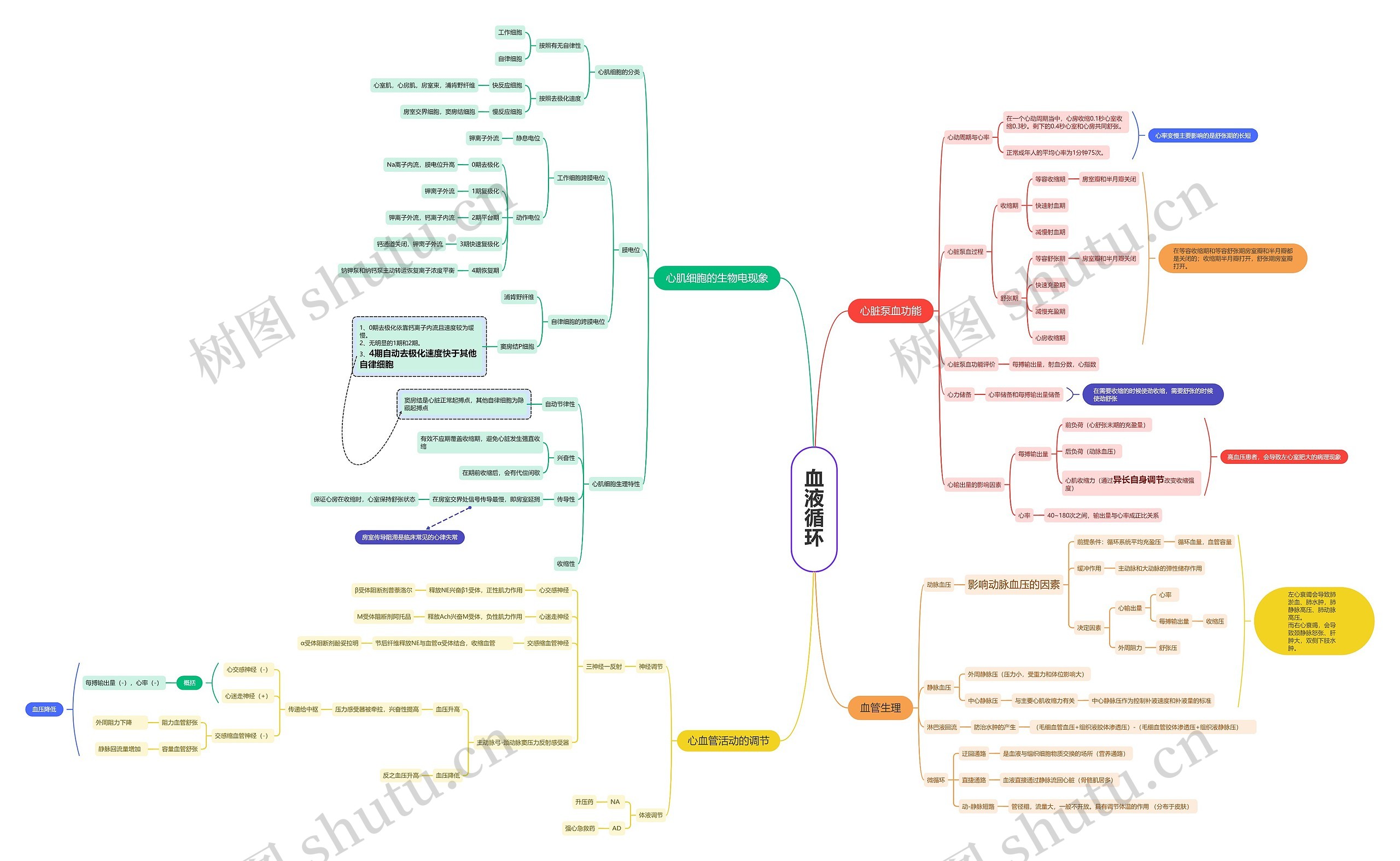 血液循环思维导图高清图 血液循环思维导图