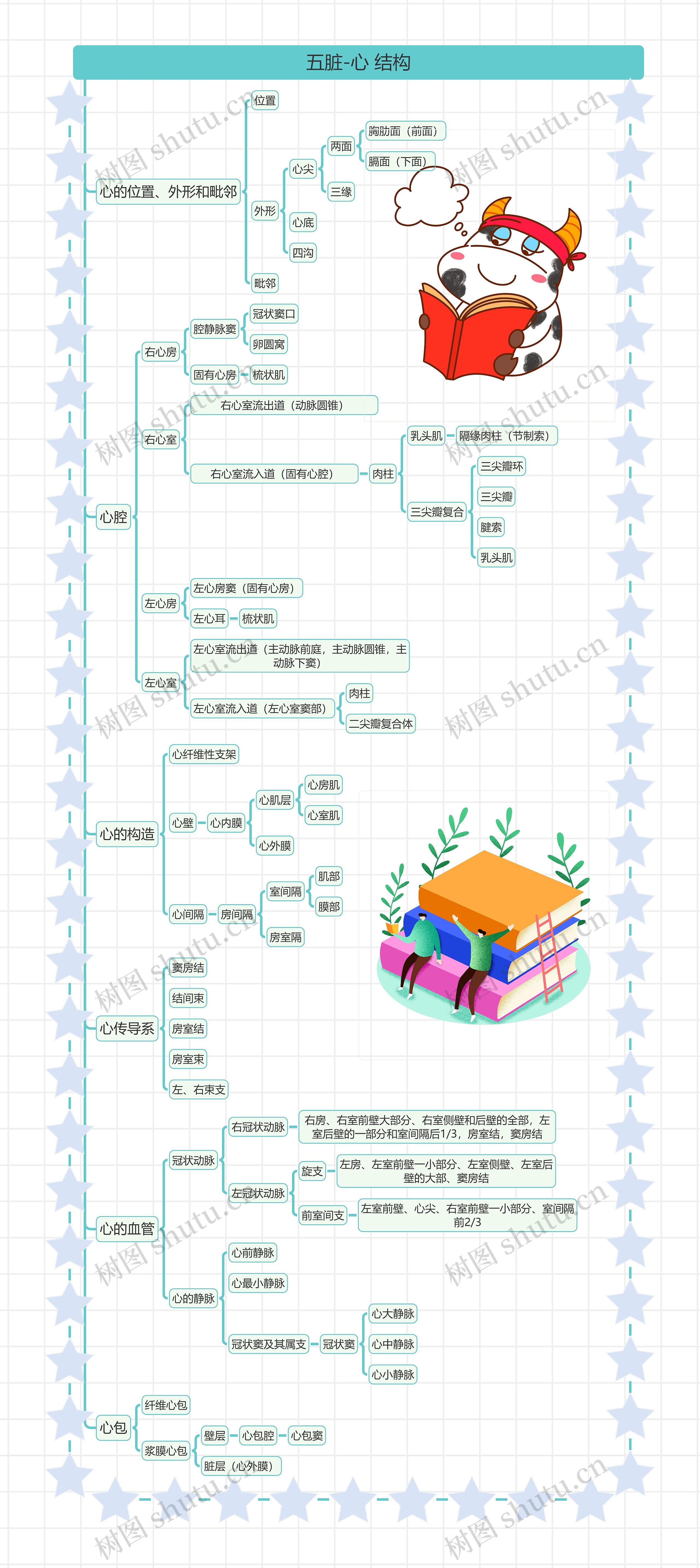五脏-心﻿ 结构思维导图