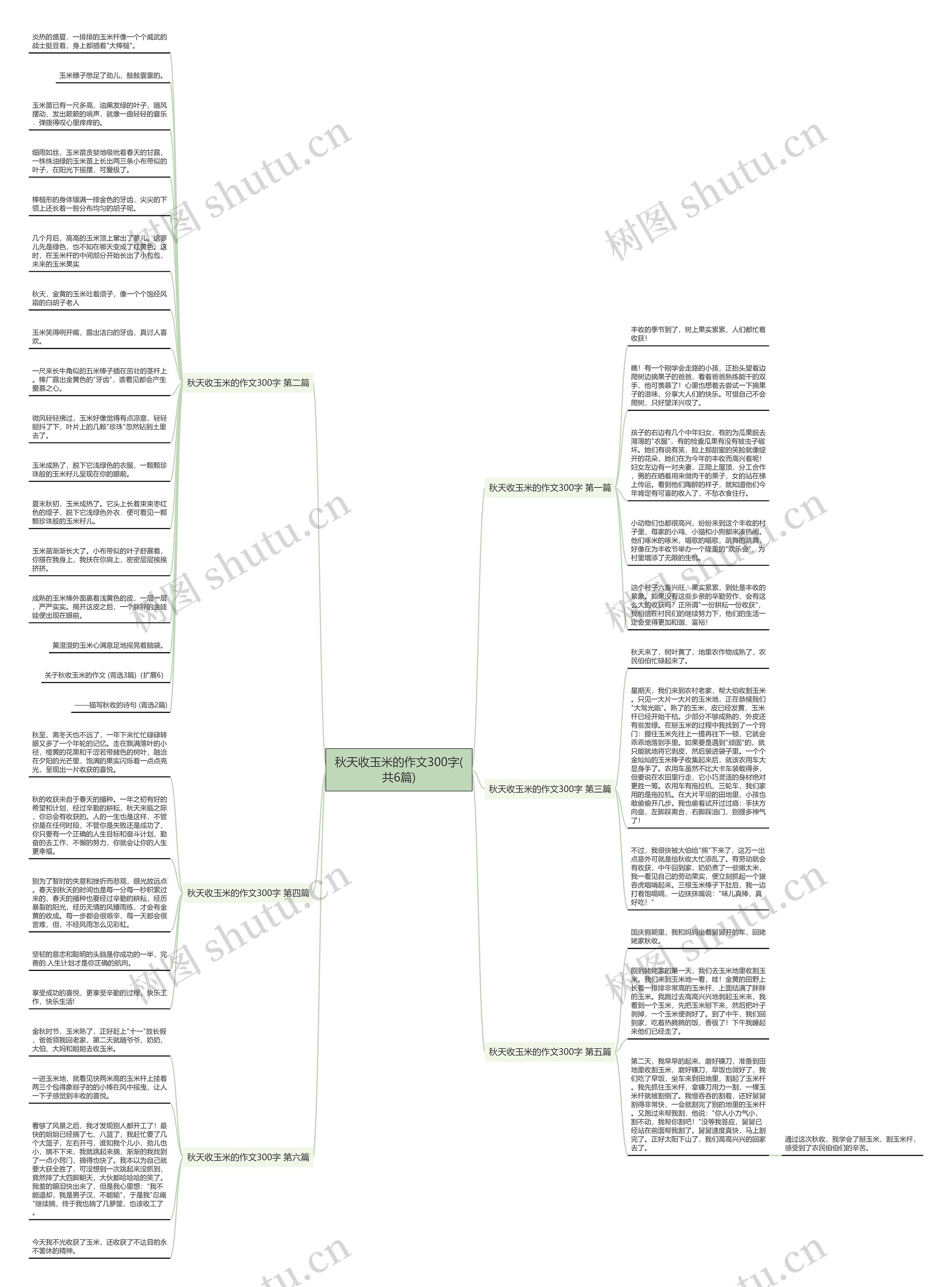 秋天收玉米的作文300字(共6篇)思维导图