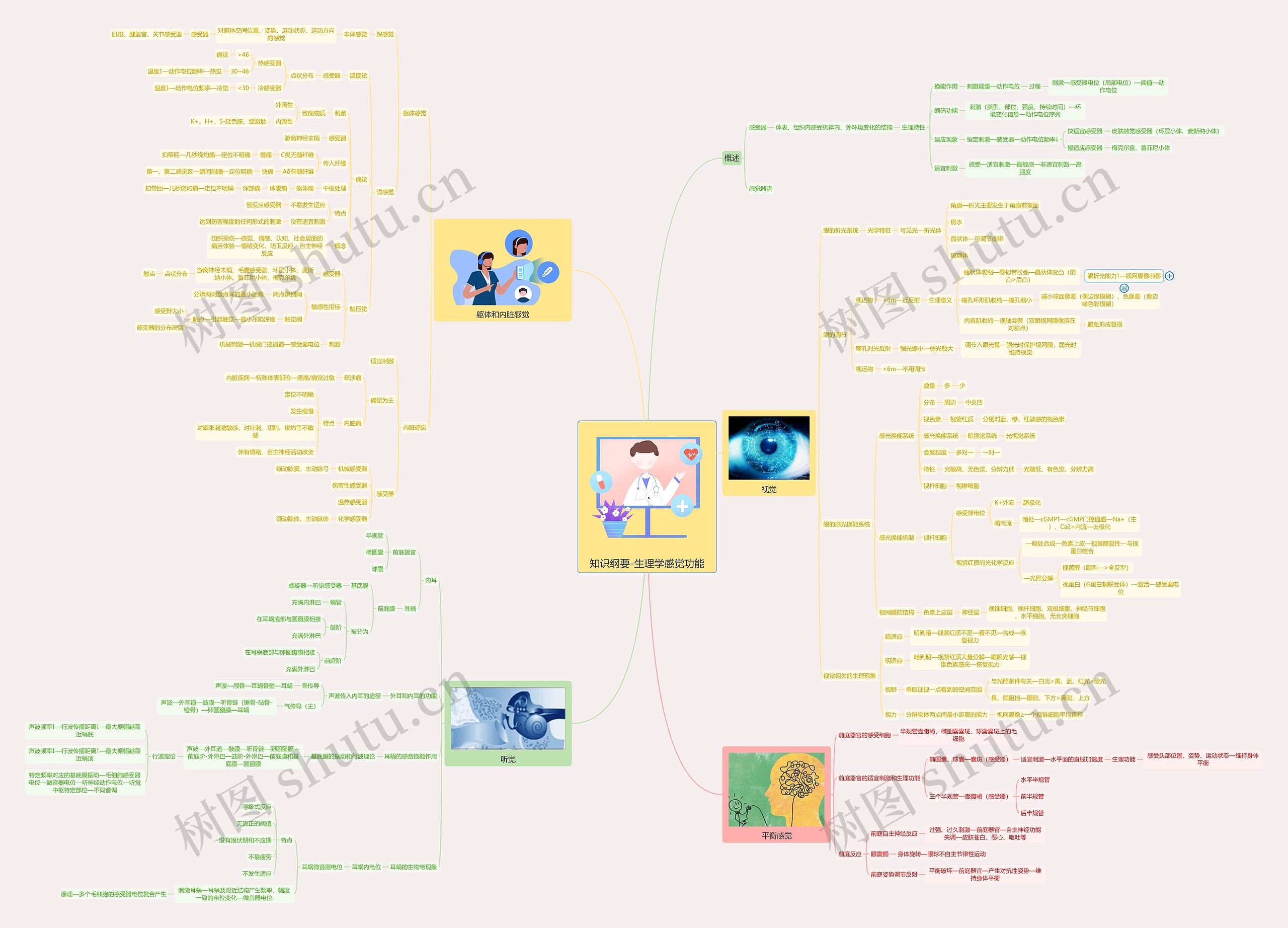 知识纲要-生理学感觉功能