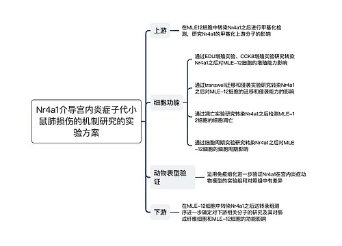 Nr4a1介导宫内炎症子代小鼠肺损伤的机制研究的实验方案思维导图