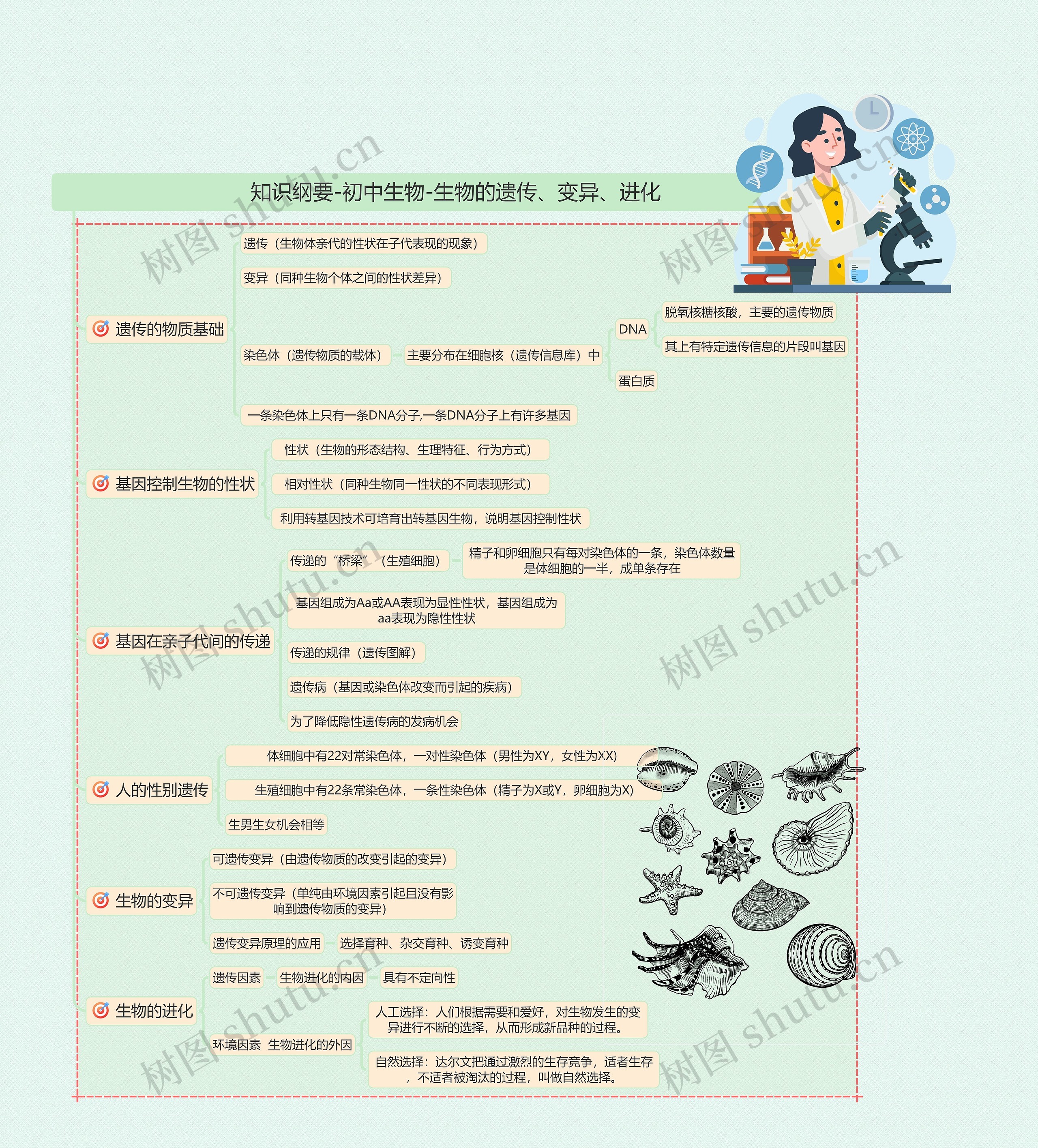 知识纲要-初中生物-生物的遗传、变异、进化思维导图