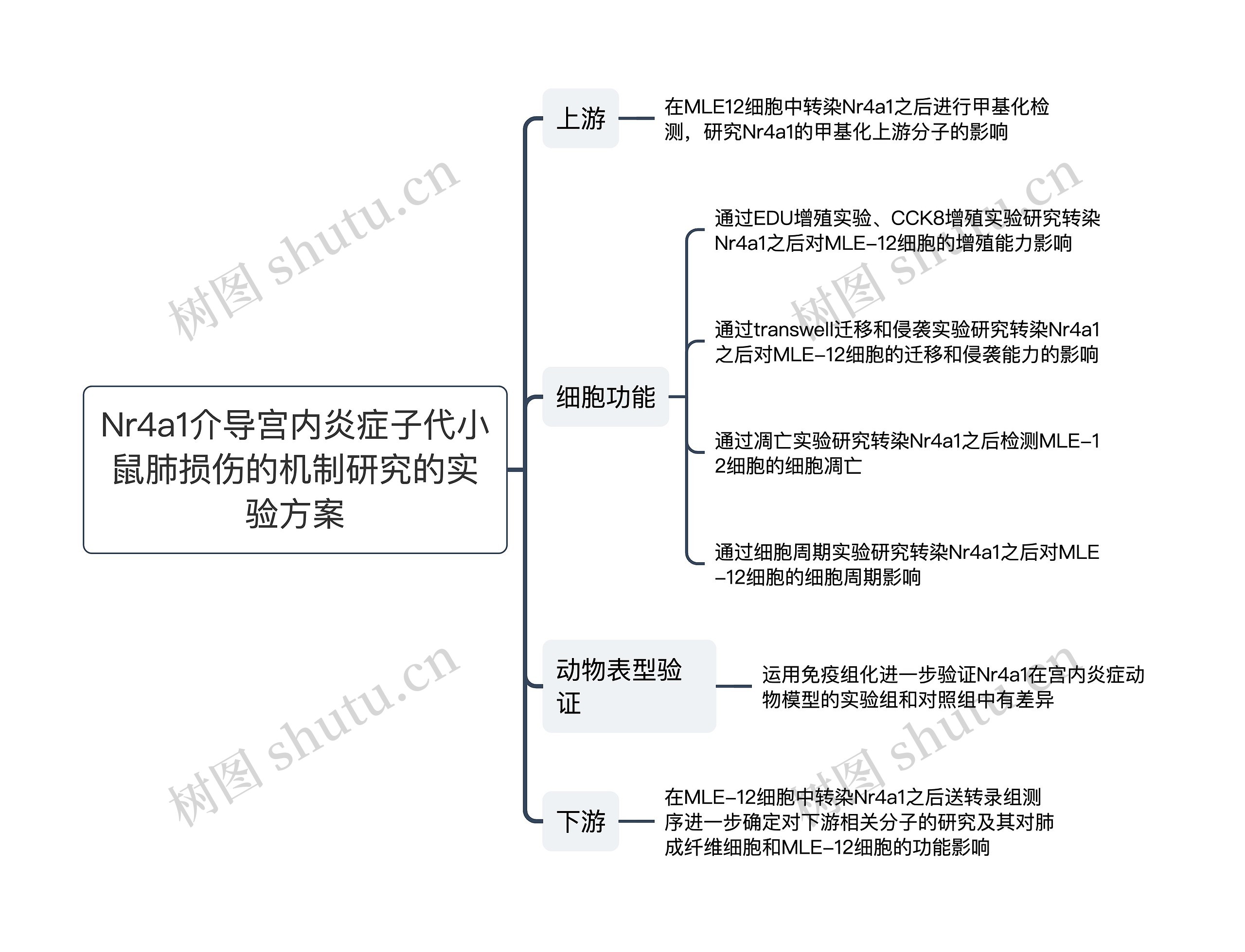 Nr4a1介导宫内炎症子代小鼠肺损伤的机制研究的实验方案