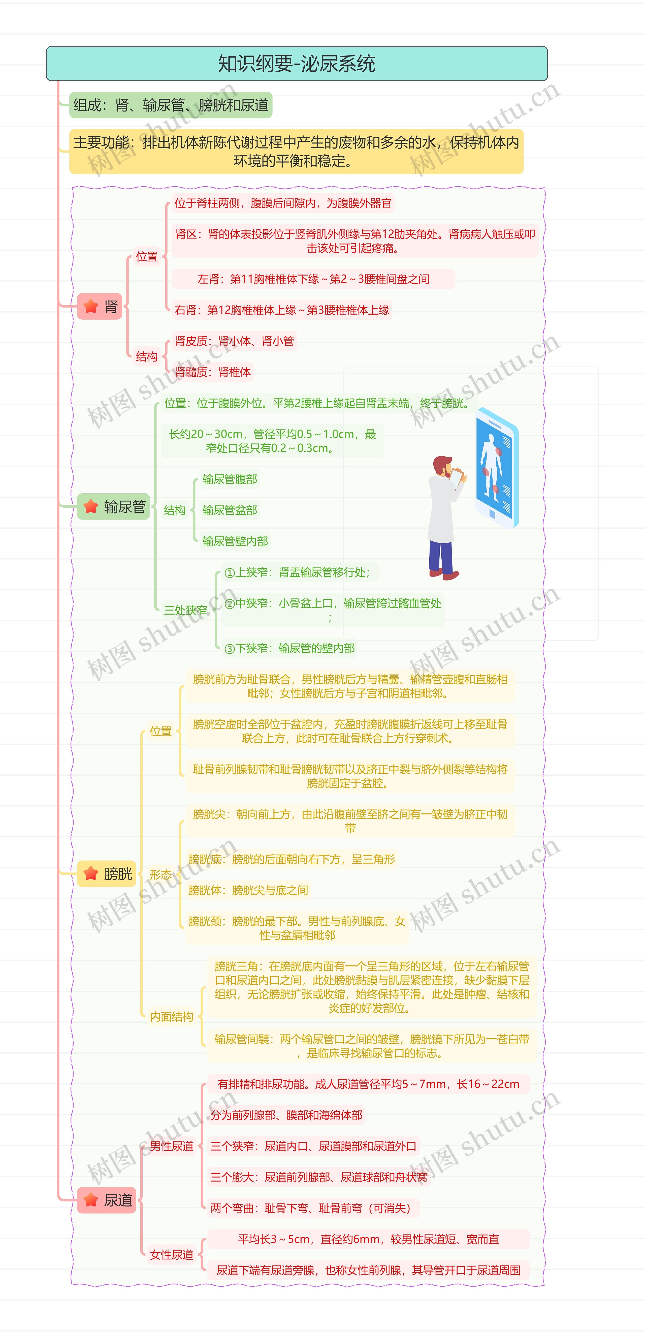 知识纲要-泌尿系统