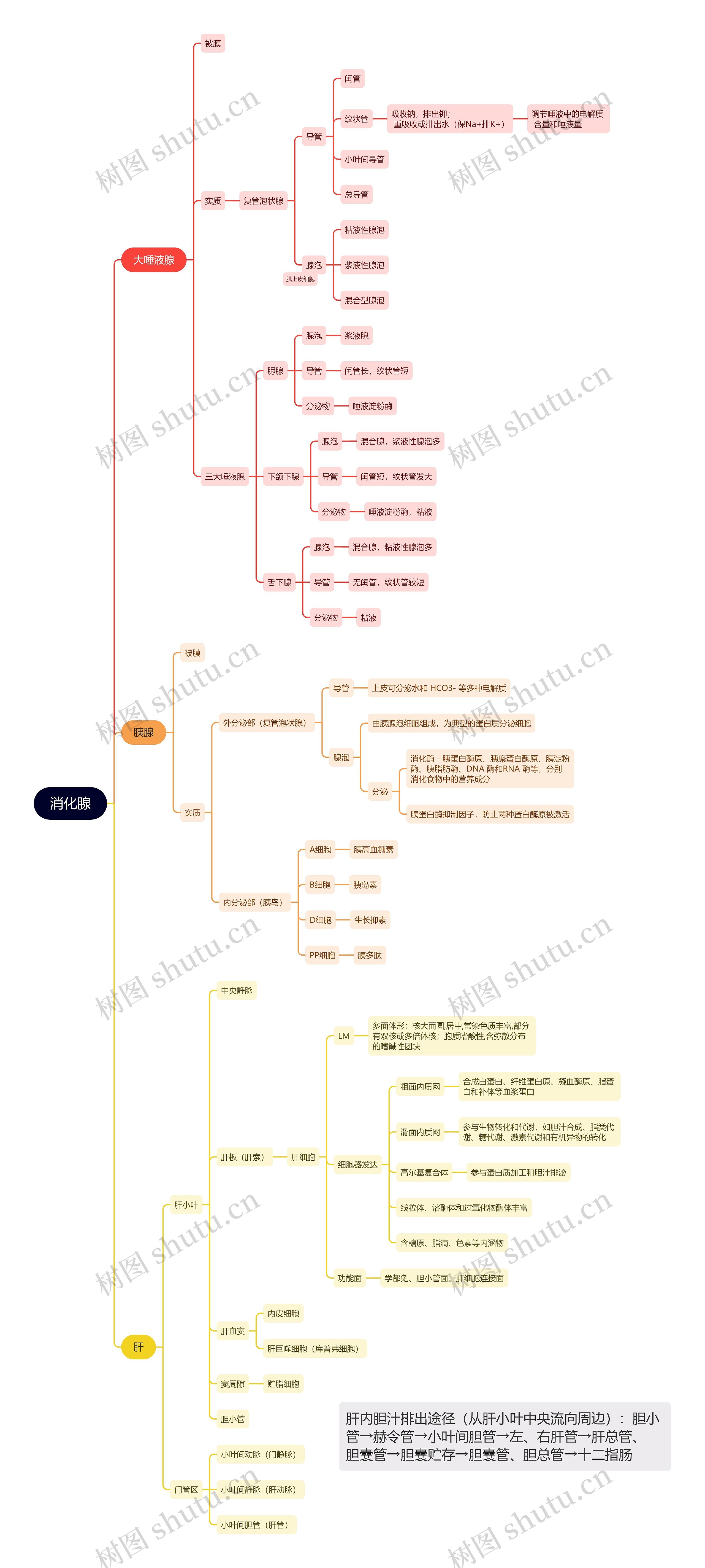 ﻿消化腺思维导图