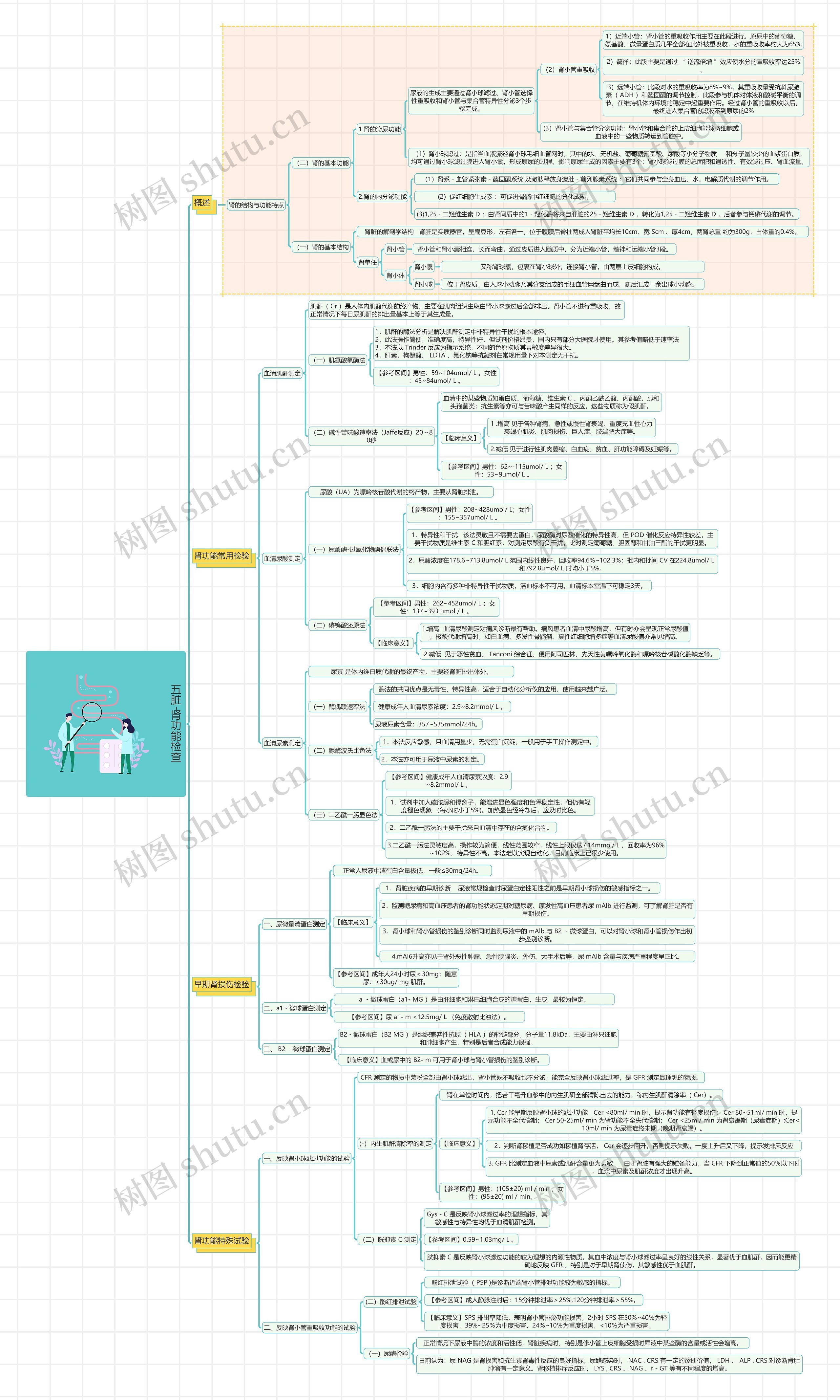 五脏-肾功能检查思维导图