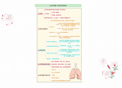 知识纲要-呼吸系统解剖