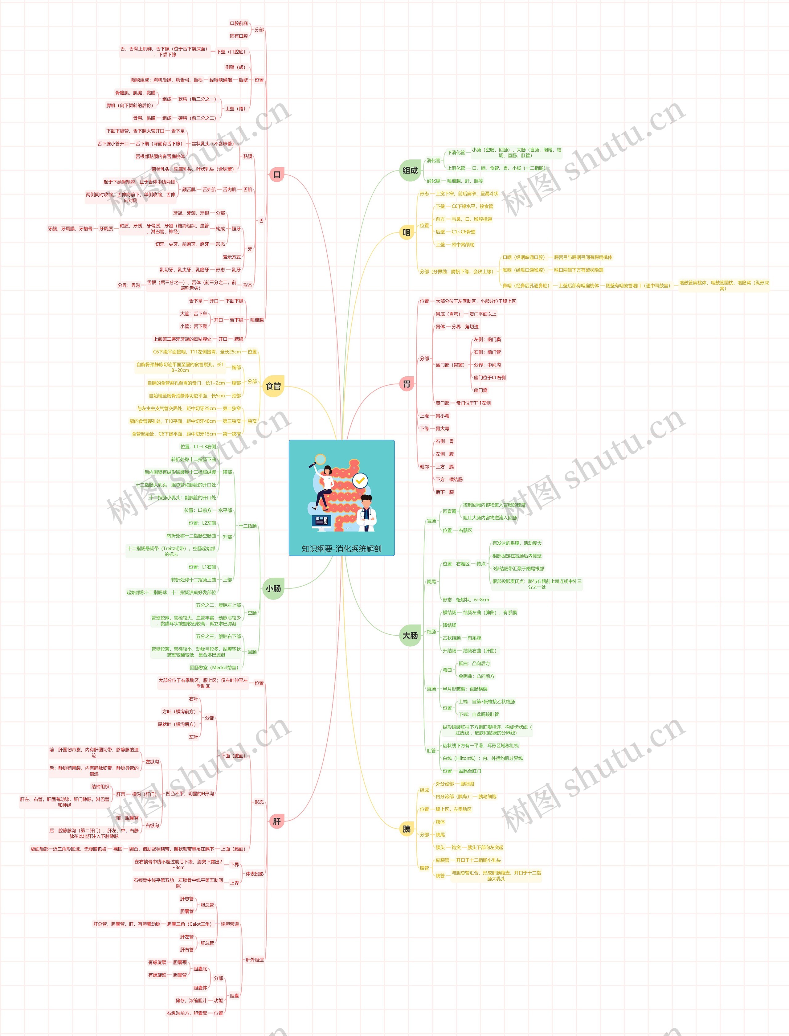 知识纲要-消化系统解剖思维导图