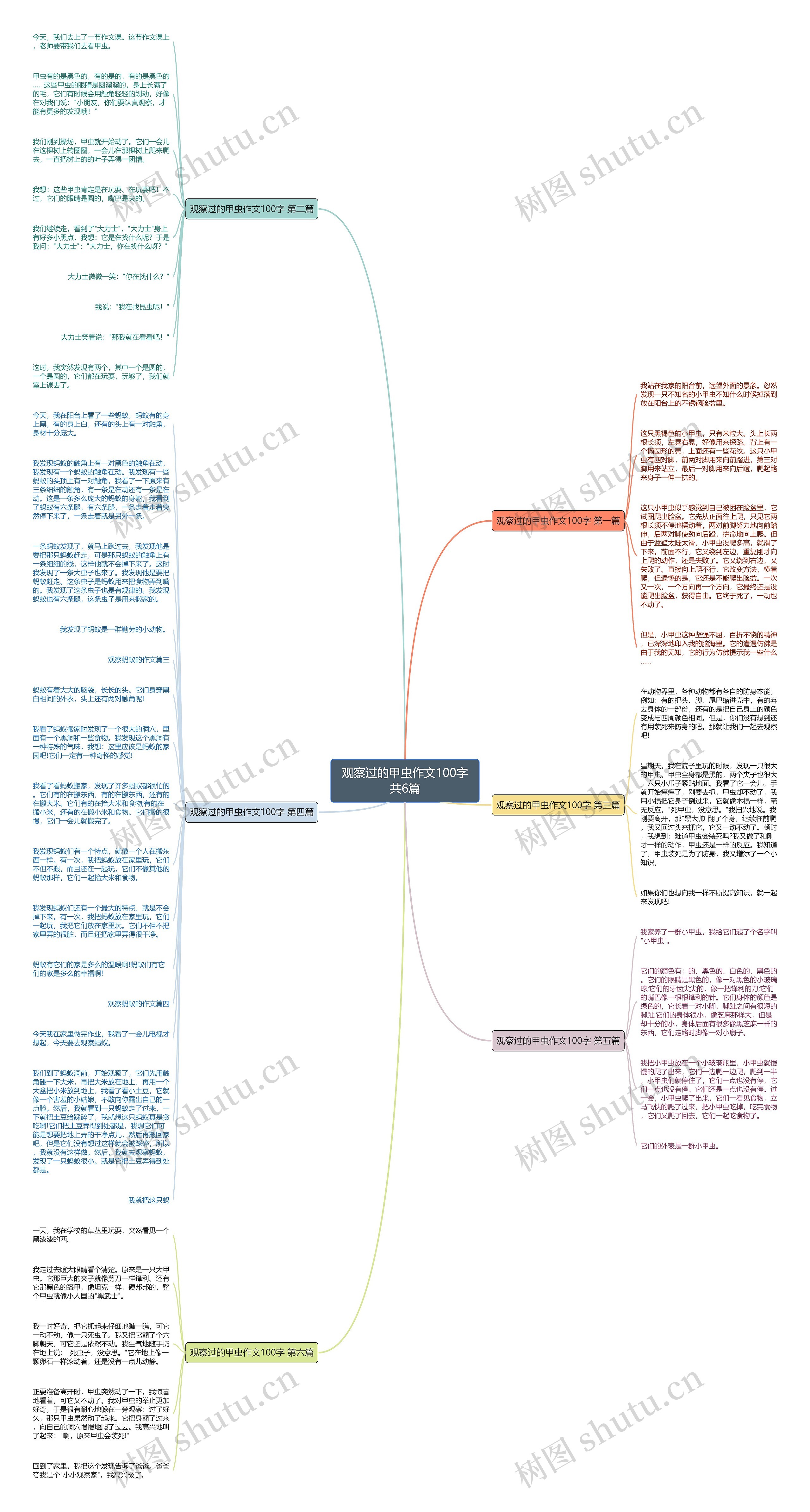 观察过的甲虫作文100字共6篇思维导图