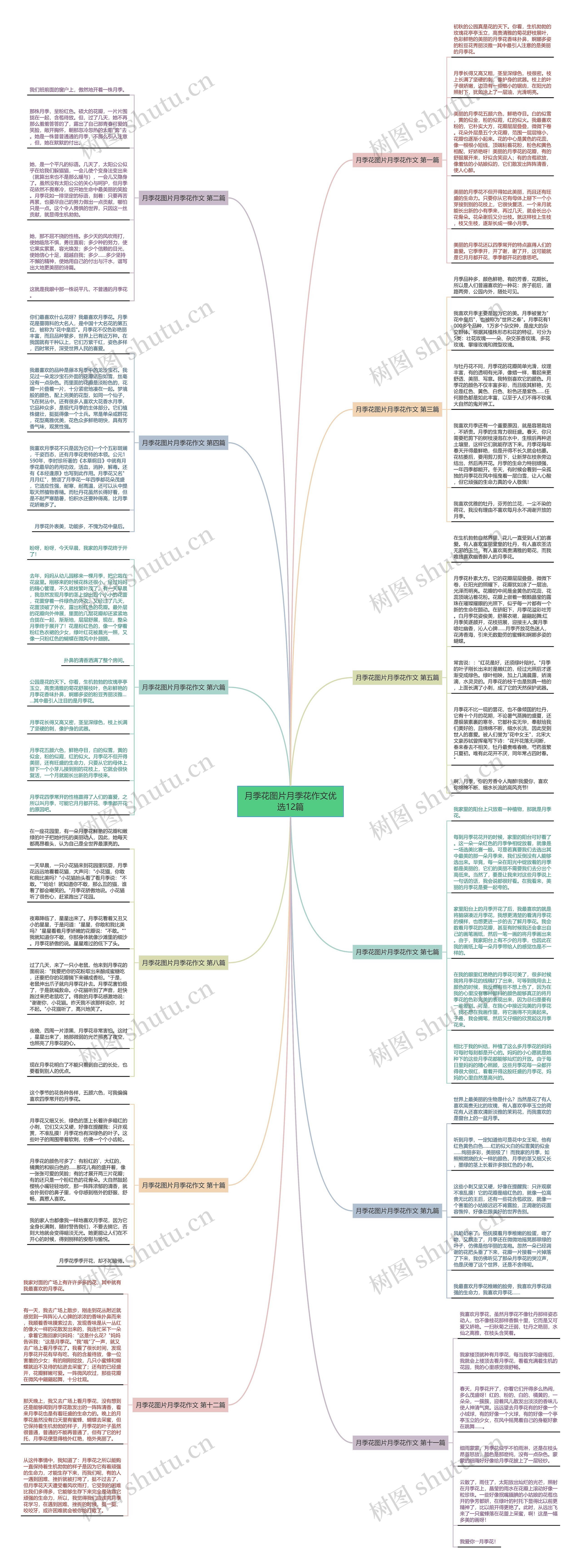 月季花图片月季花作文优选12篇思维导图